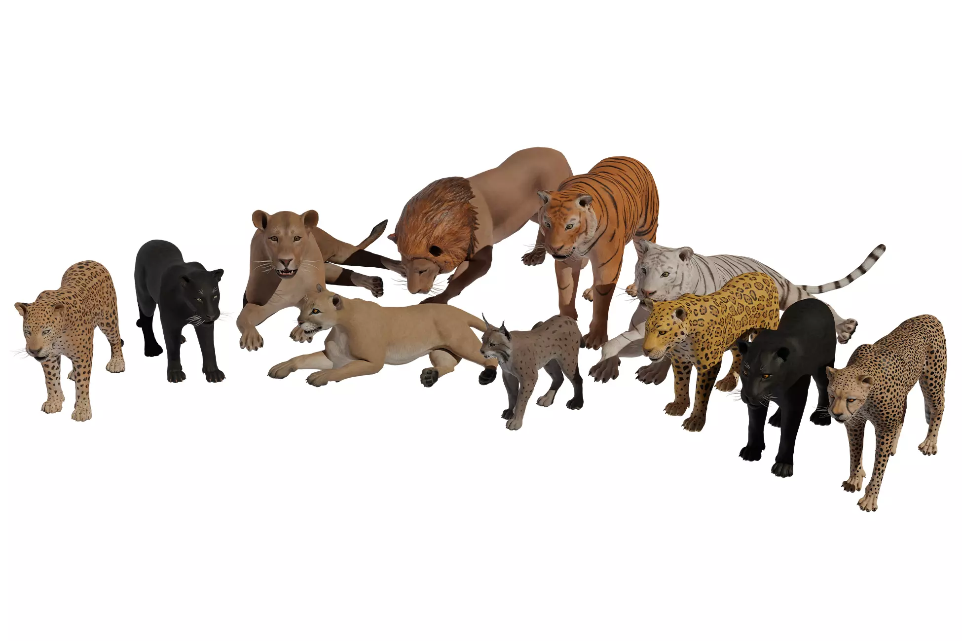 Pack of wild cats Low-poly 3D model_0