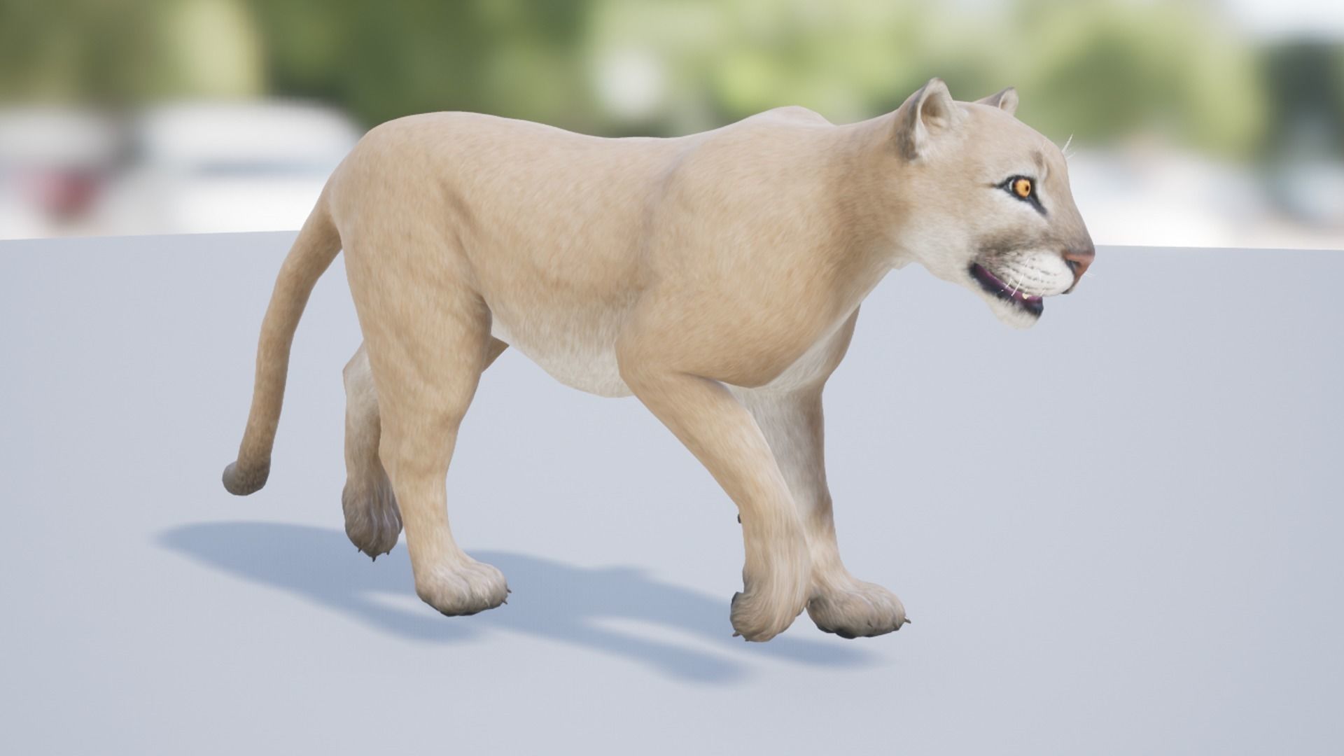Pack of wild cats Low-poly 3D model_21