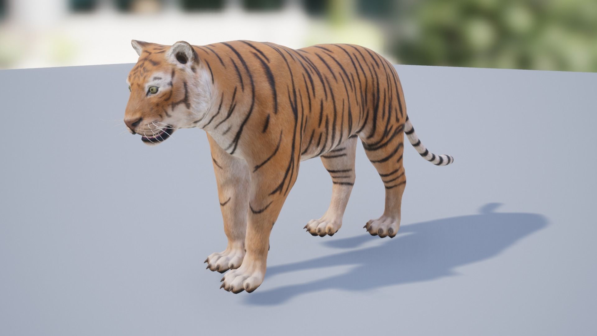 Pack of wild cats Low-poly 3D model_24