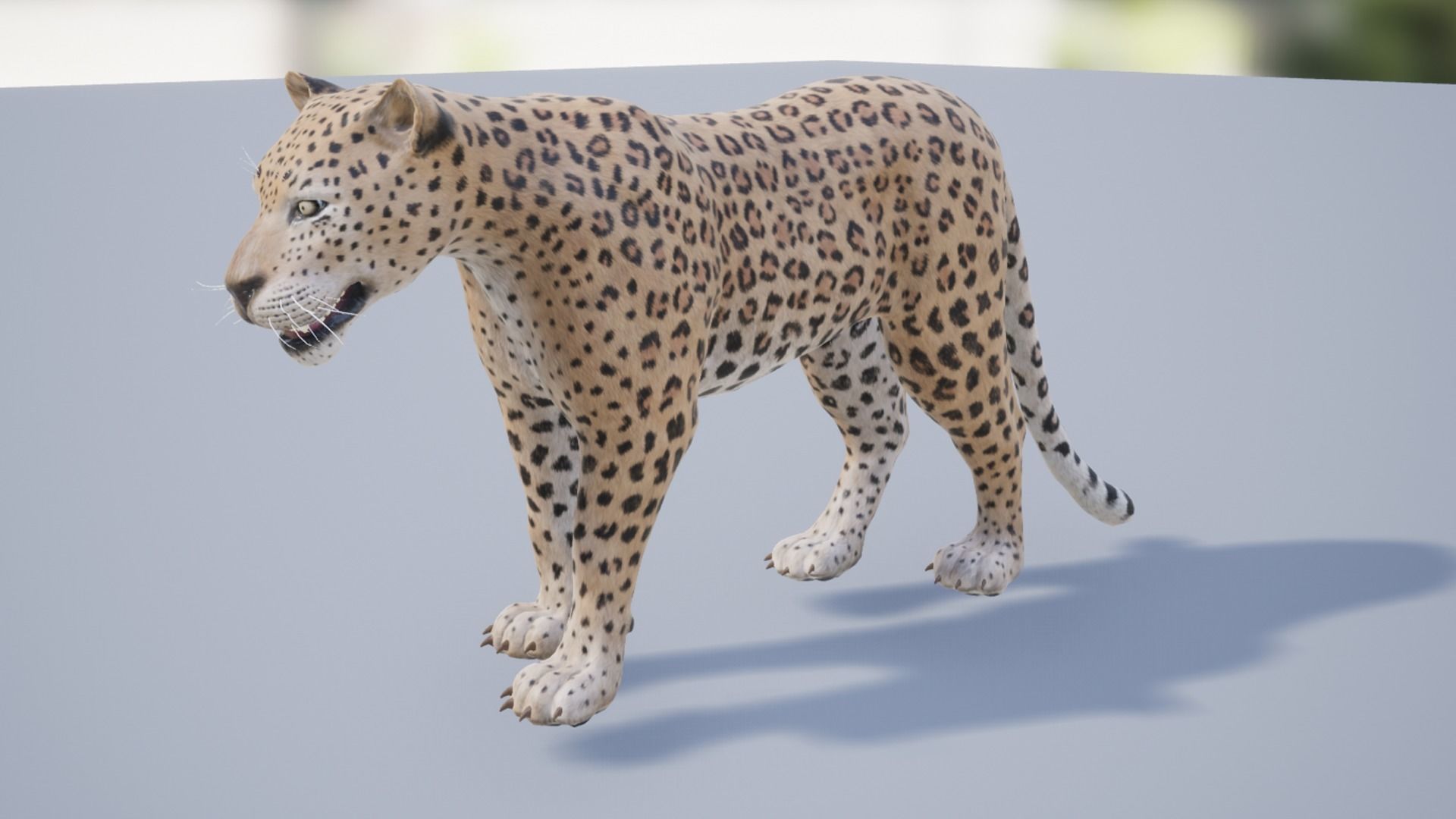 Pack of wild cats Low-poly 3D model_13