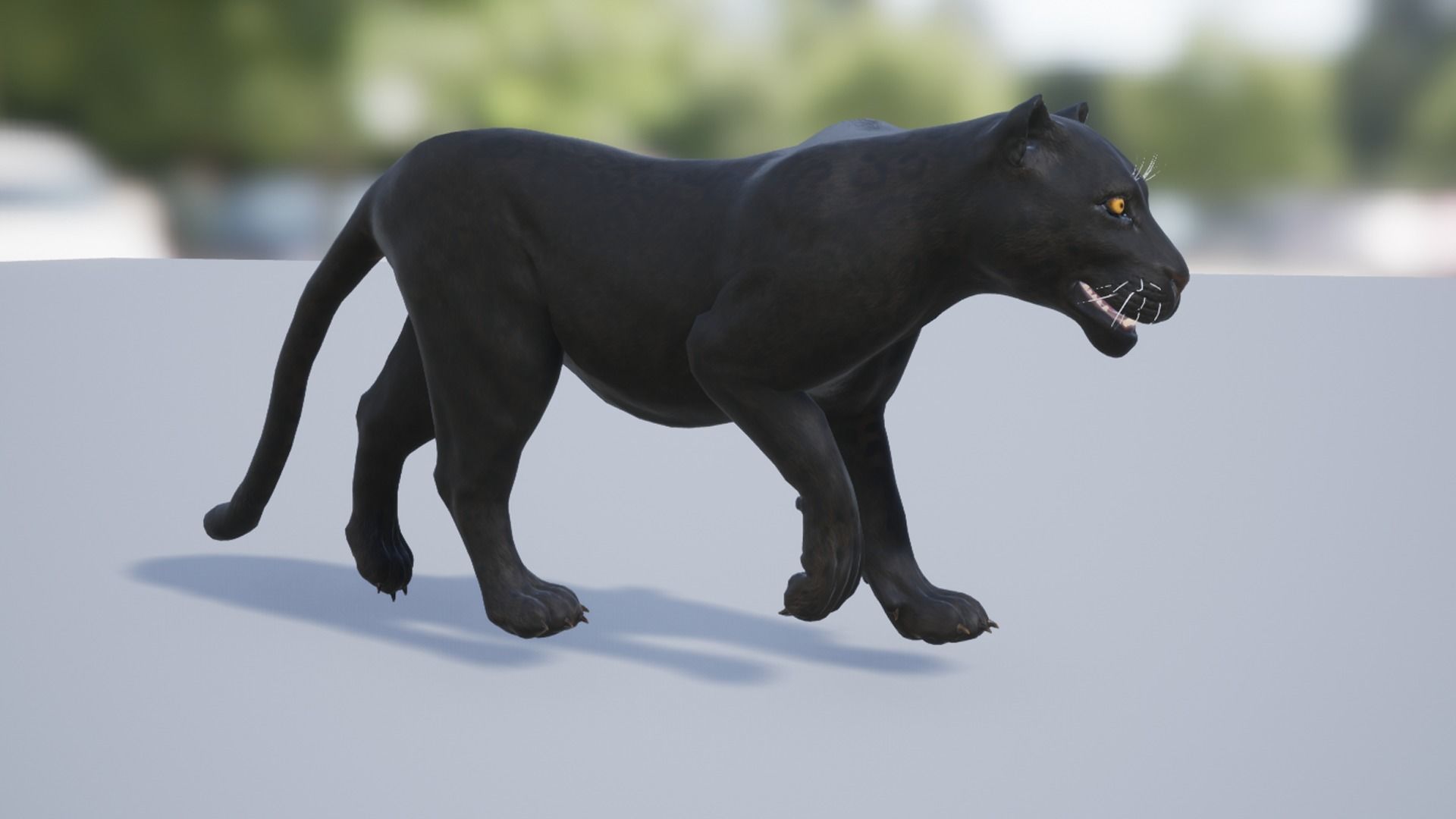 Pack of wild cats Low-poly 3D model_12