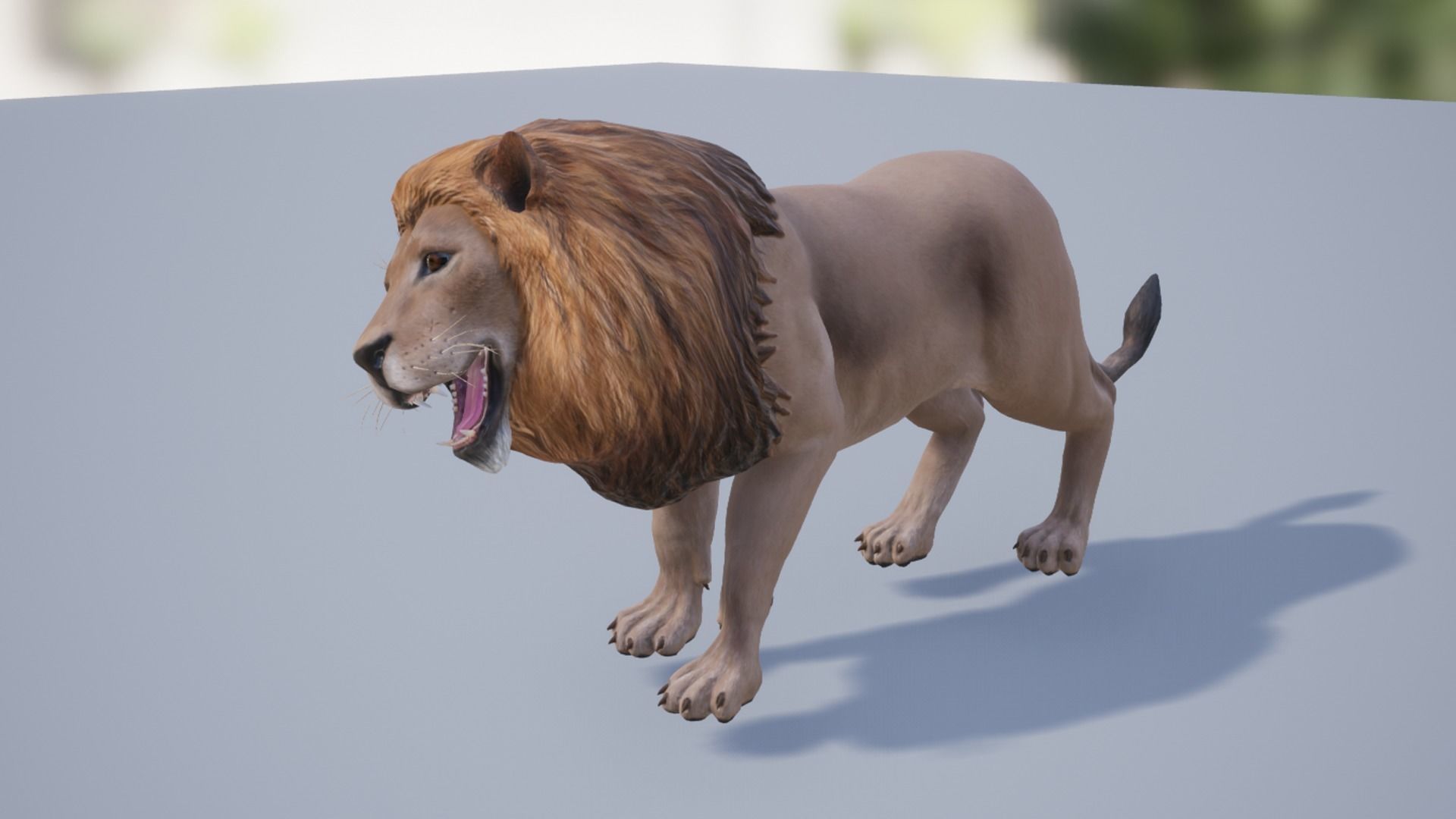 Pack of wild cats Low-poly 3D model_16