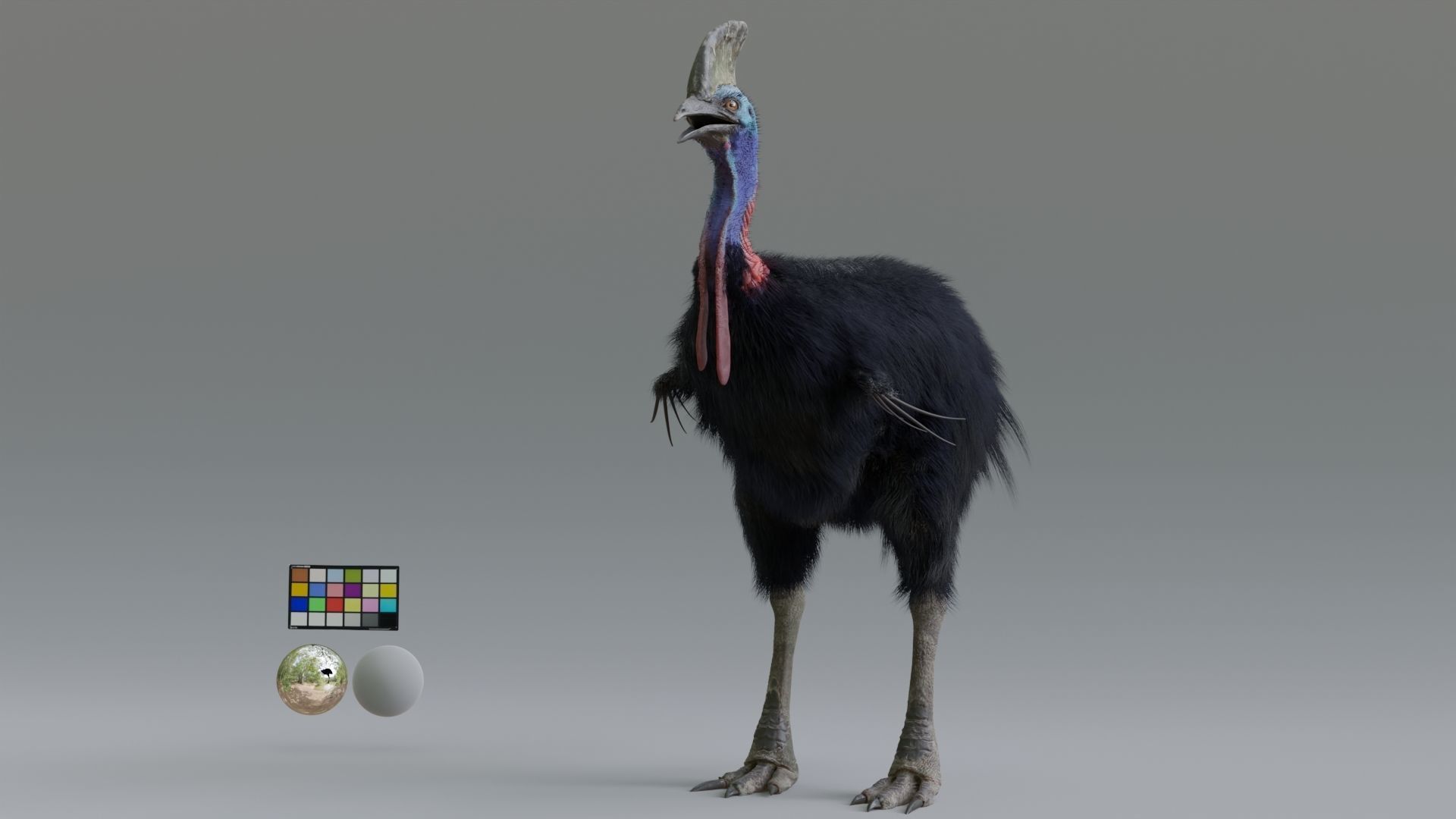 cassowary ostrich Low-poly 3D model_4