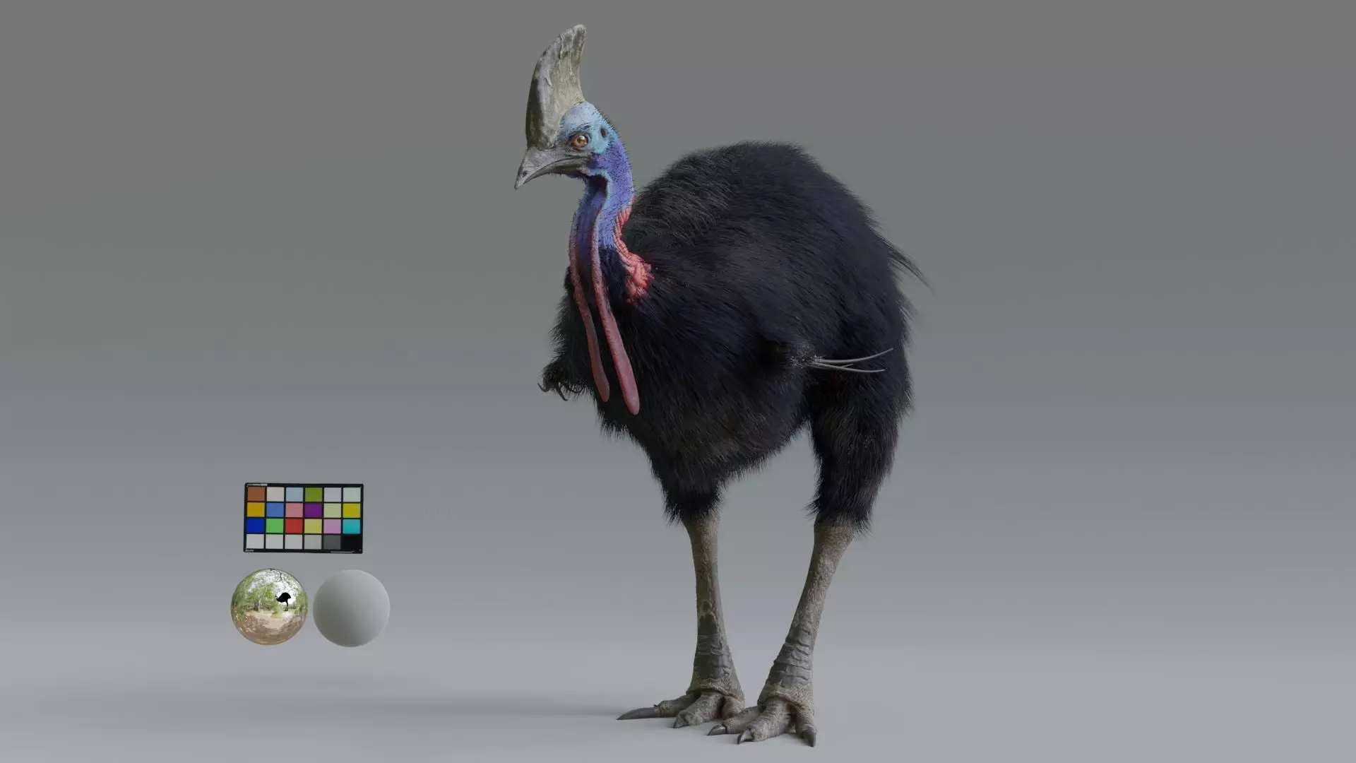 cassowary ostrich Low-poly 3D model_0