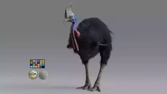 cassowary ostrich Low-poly 3D model