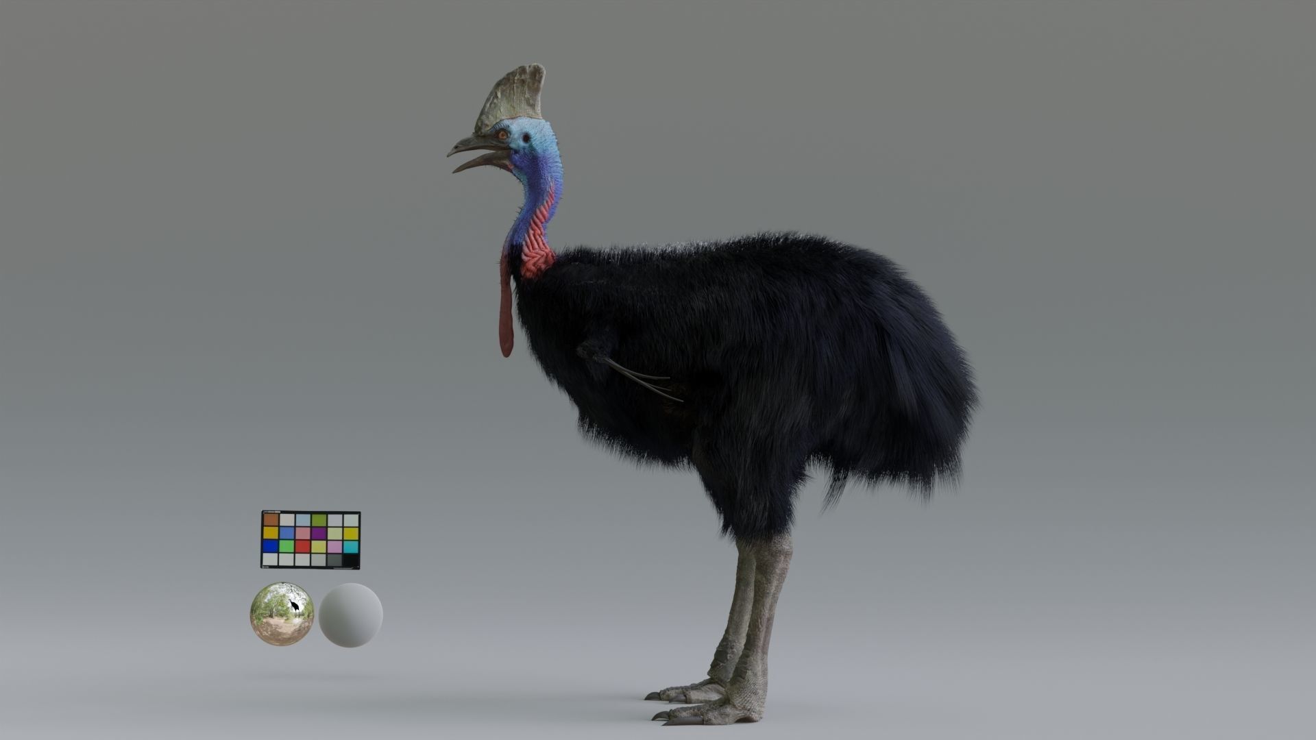 cassowary ostrich Low-poly 3D model_5