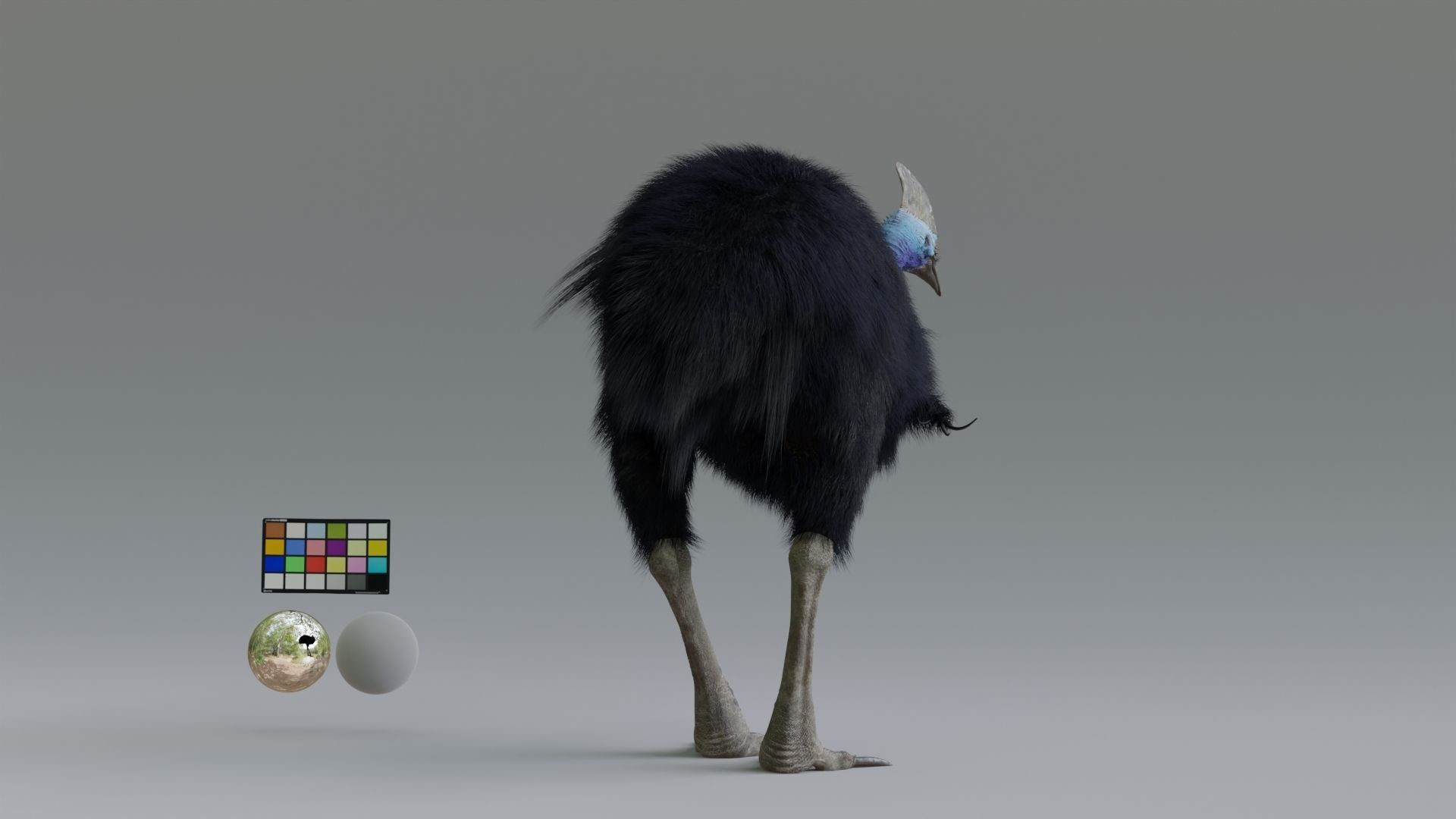 cassowary ostrich Low-poly 3D model_8