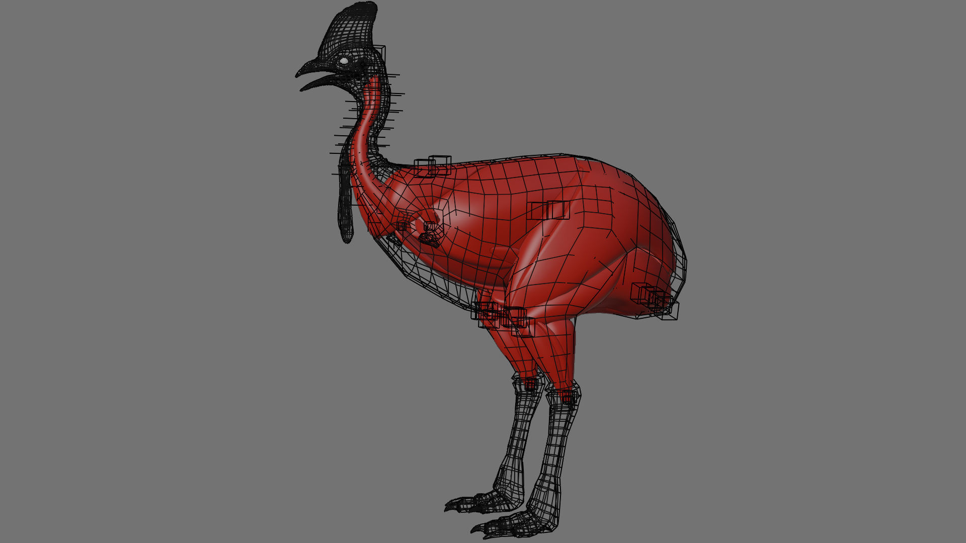 cassowary ostrich Low-poly 3D model_9
