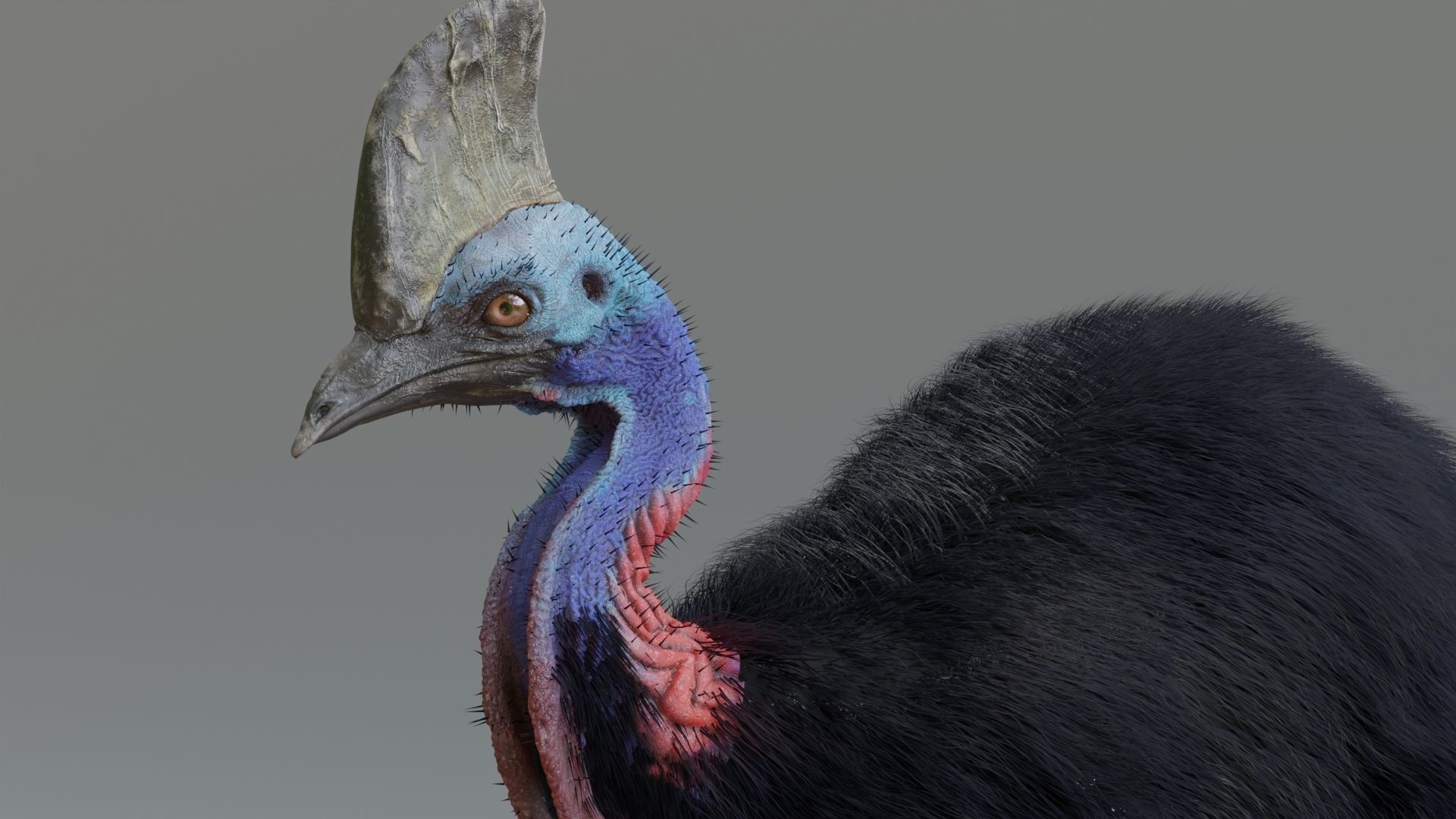 cassowary ostrich Low-poly 3D model_7