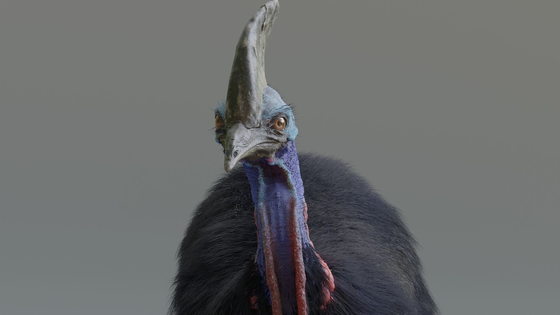 cassowary ostrich Low-poly 3D model_6