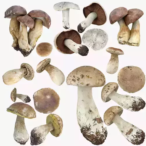 Mushrooms set mushroom Low-poly 3D model