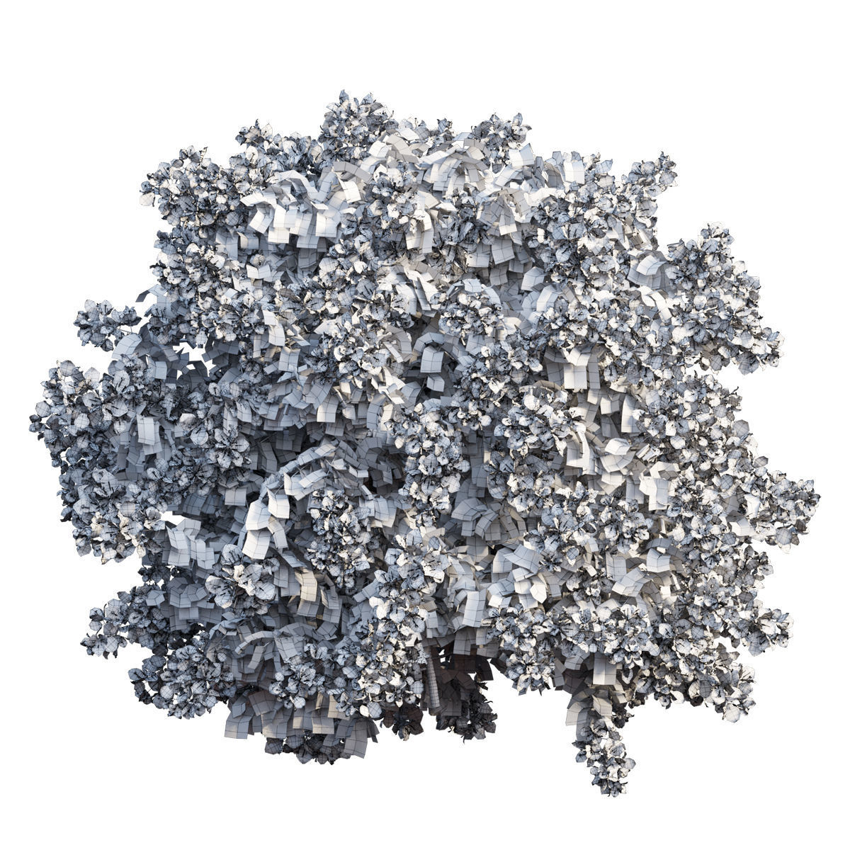 Bougainvillea  plant set 48 3D model_3