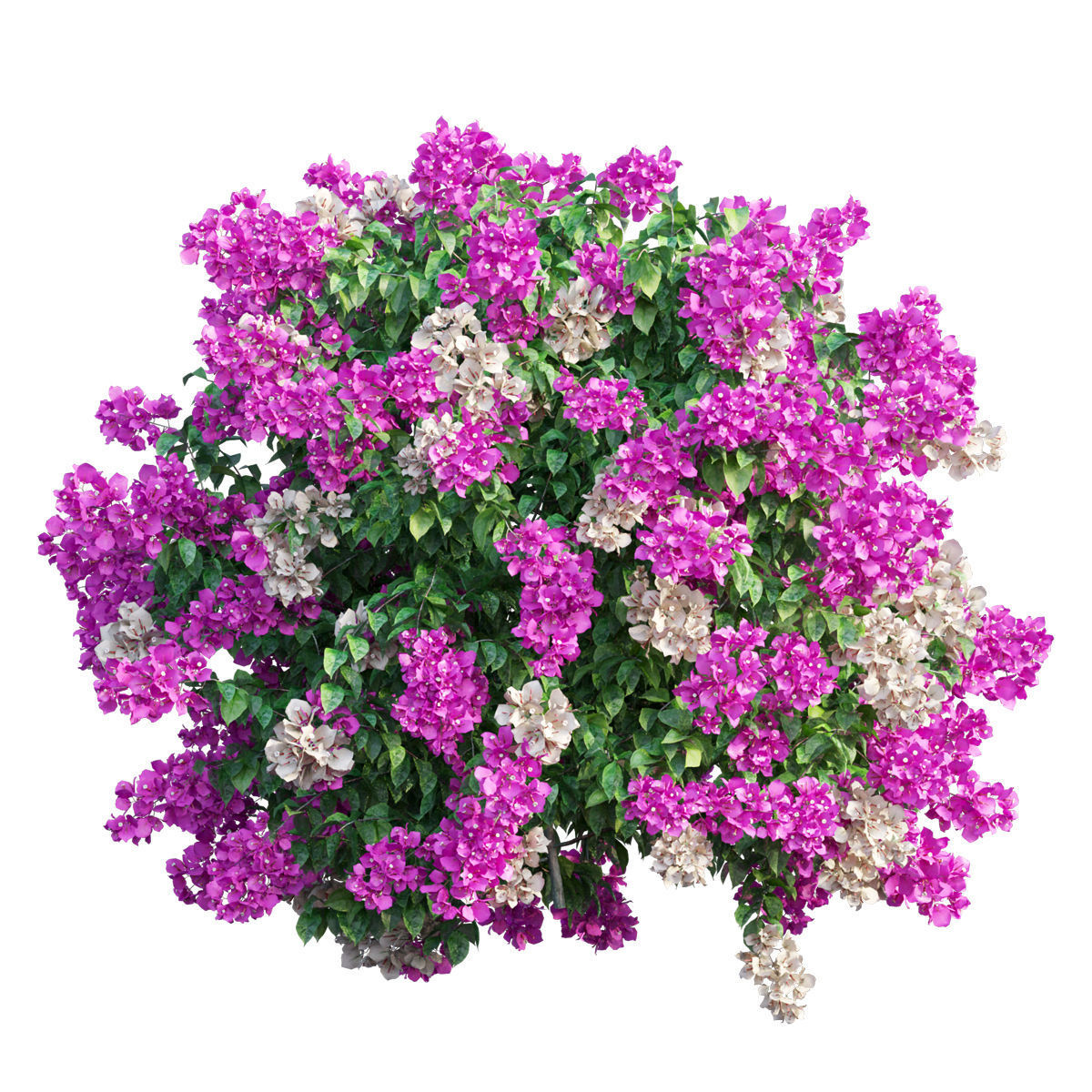 Bougainvillea  plant set 48 3D model_1