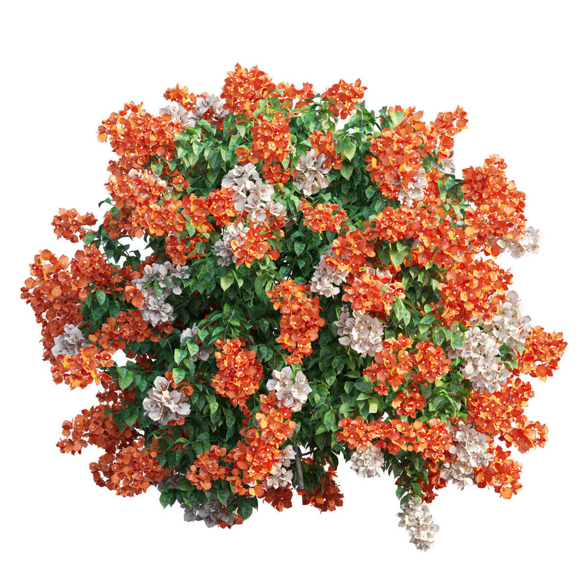 Bougainvillea  plant set 48 3D model_2