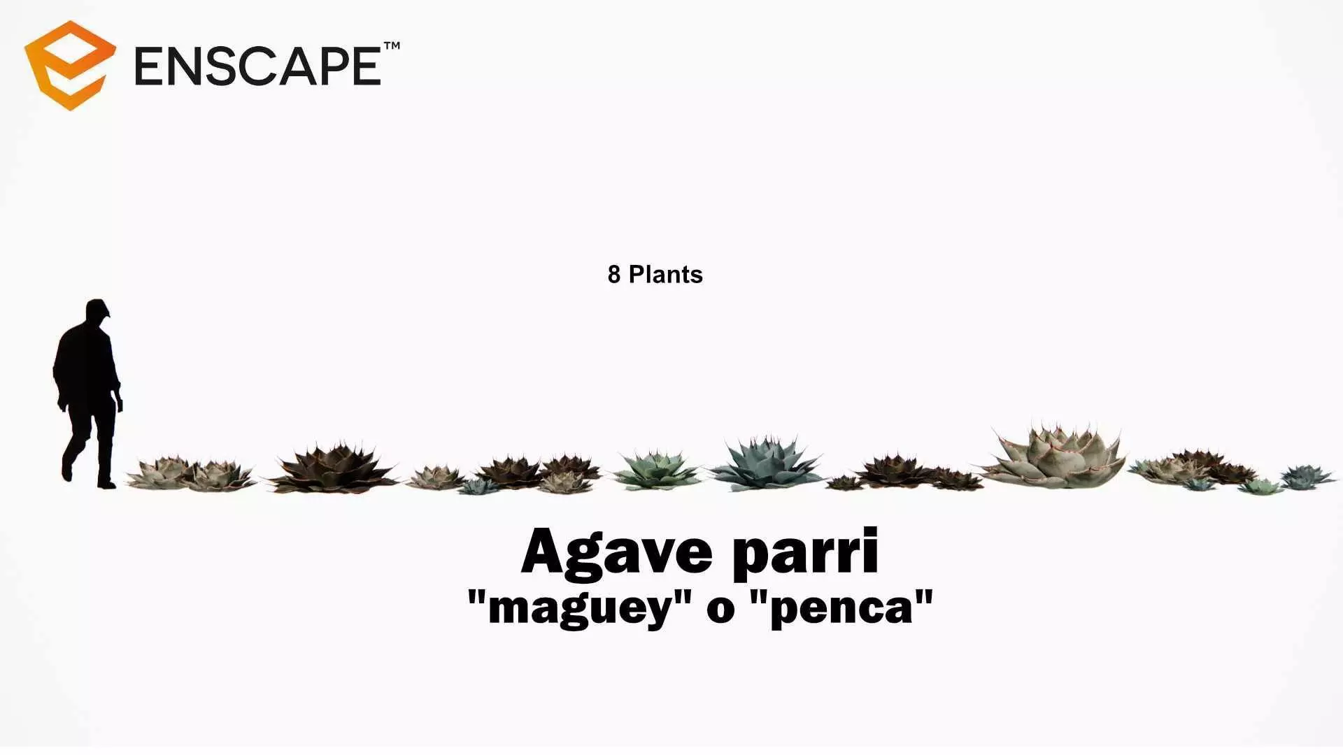 Agave parryi 3D model