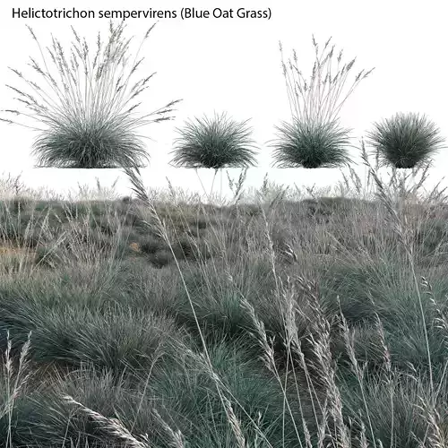 Helictotrichon sempervirens - Blue Oat Grass 3D model