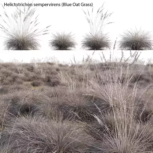 Helictotrichon sempervirens - Blue Oat Grass 02 3D model