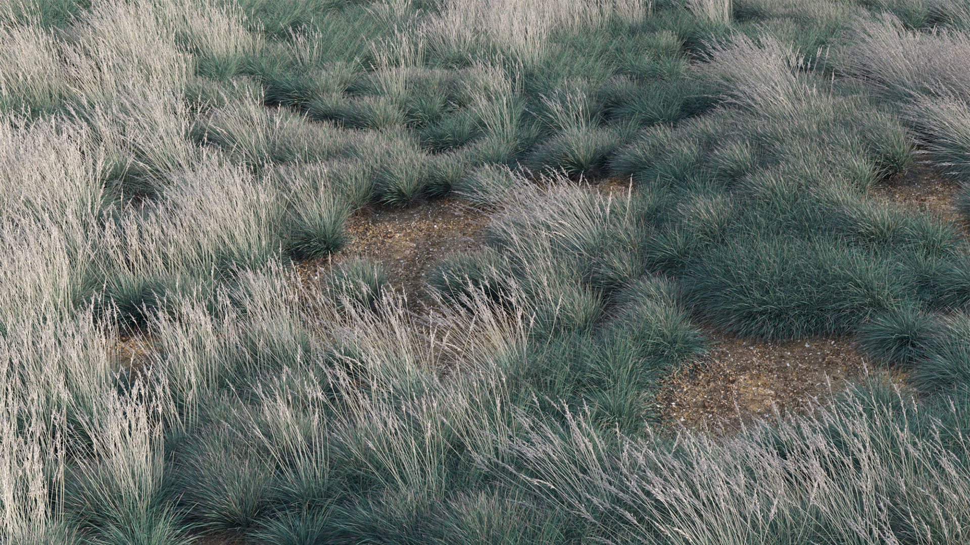 Helictotrichon sempervirens - Blue Oat Grass 03 3D model_7