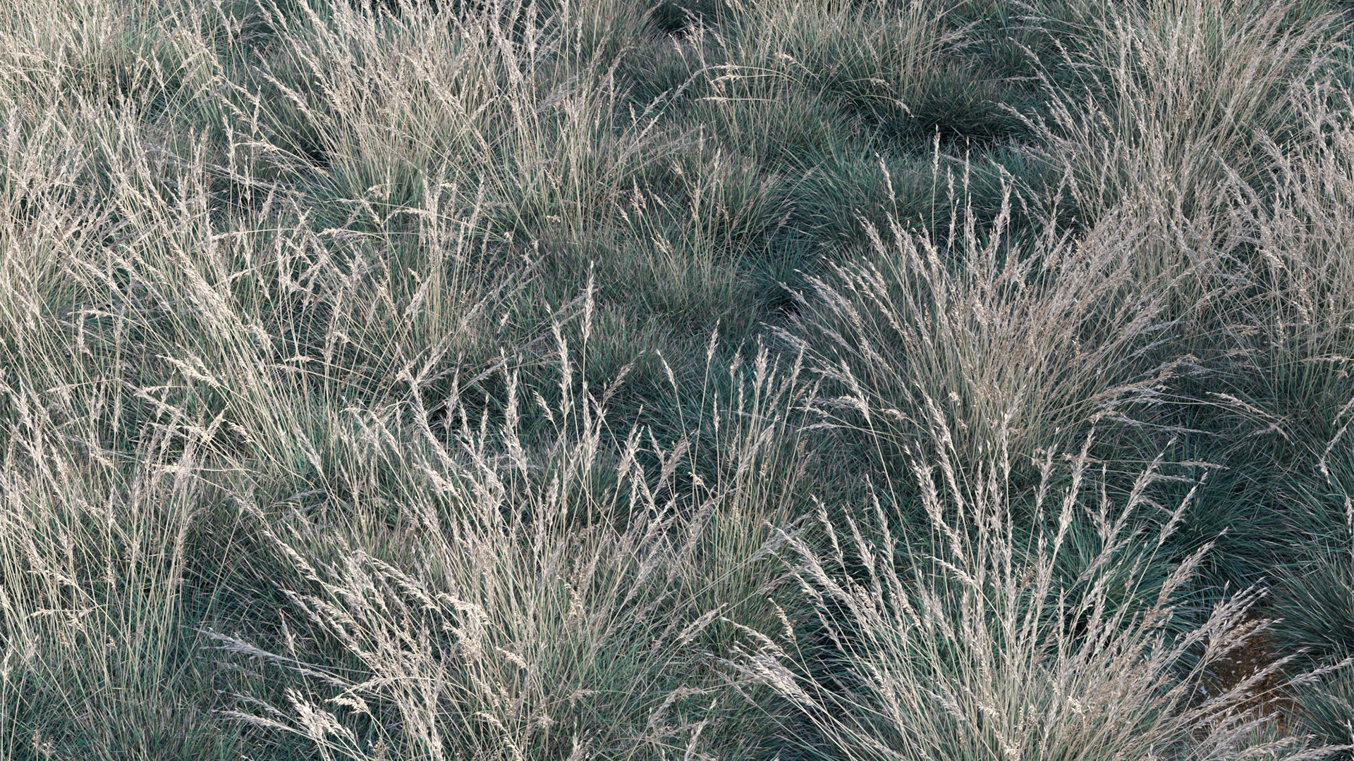 Helictotrichon sempervirens - Blue Oat Grass 03 3D model_4