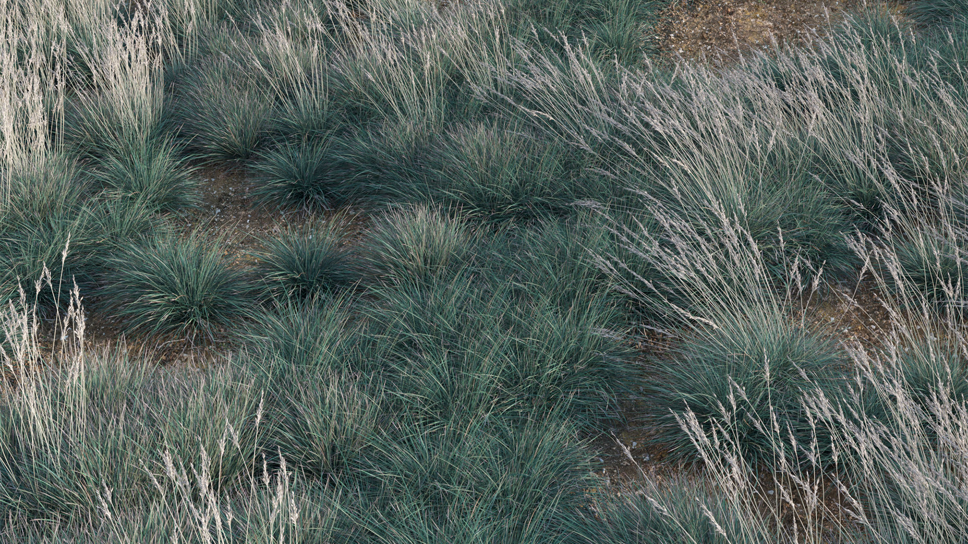 Helictotrichon sempervirens - Blue Oat Grass 03 3D model_8
