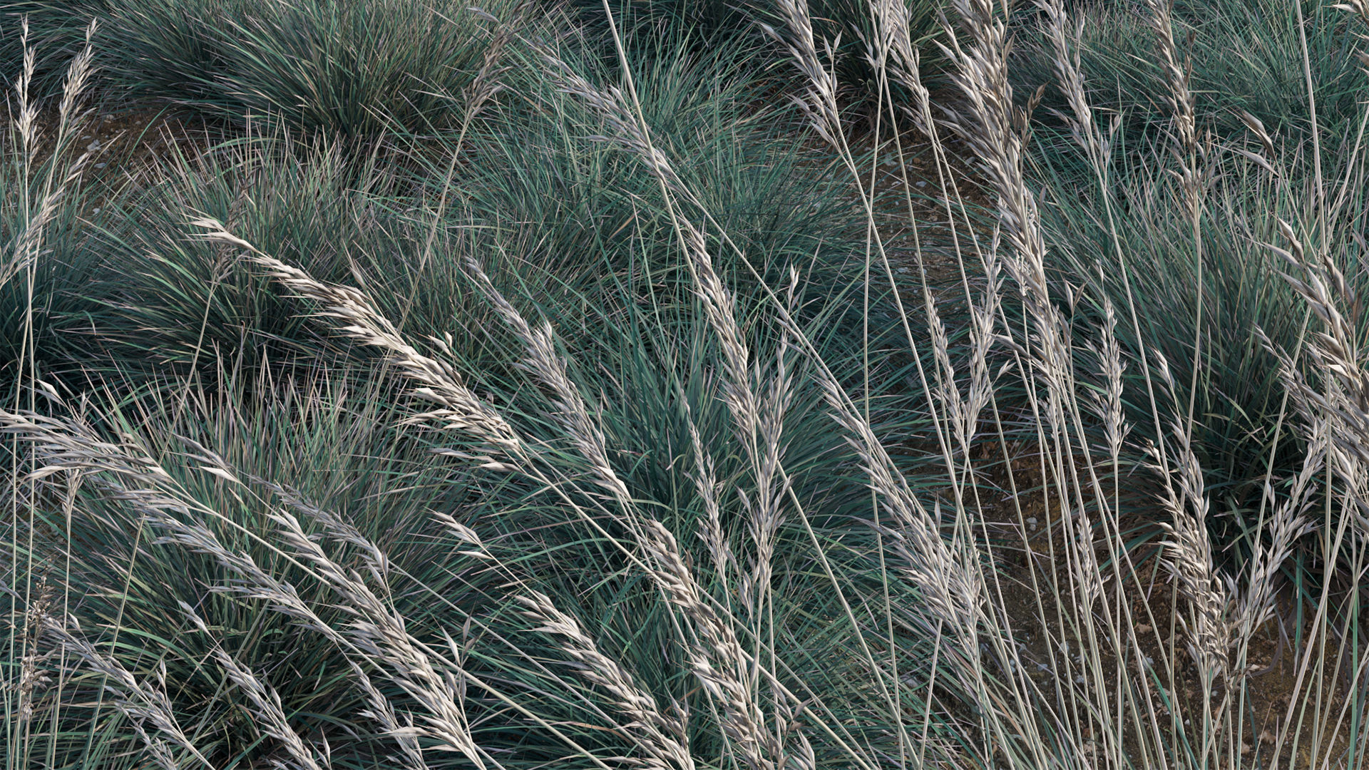 Helictotrichon sempervirens - Blue Oat Grass 03 3D model_3