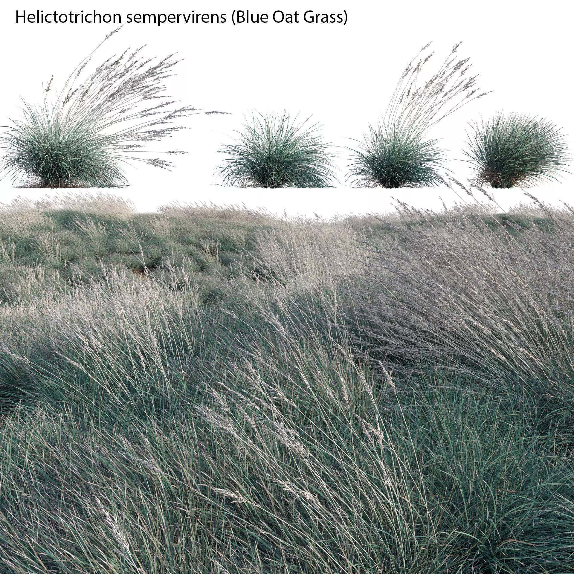 Helictotrichon sempervirens - Blue Oat Grass 03 3D model_0
