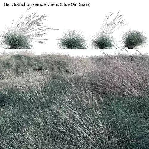 Helictotrichon sempervirens - Blue Oat Grass 03 3D model