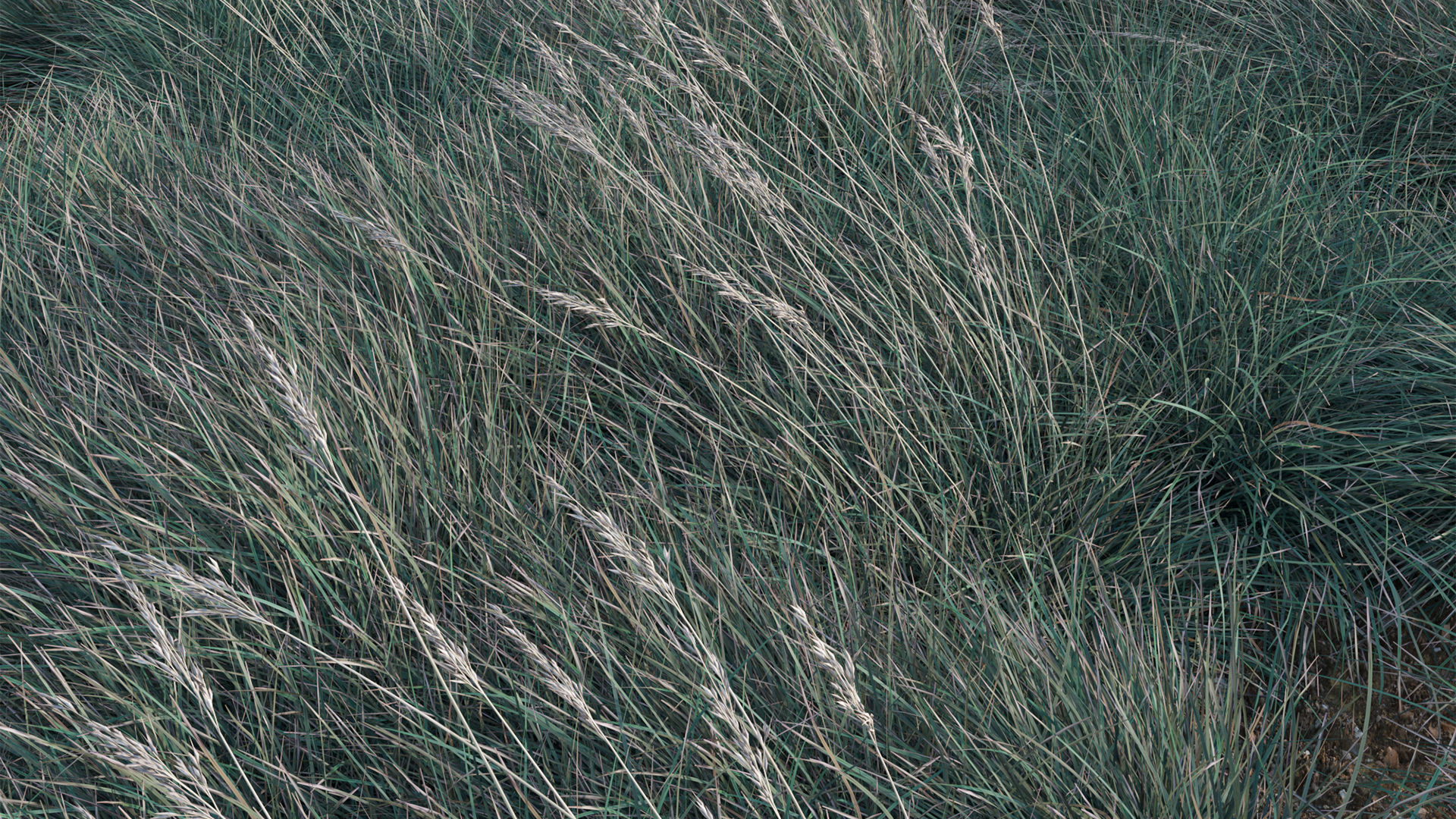 Helictotrichon sempervirens - Blue Oat Grass 03 3D model_6