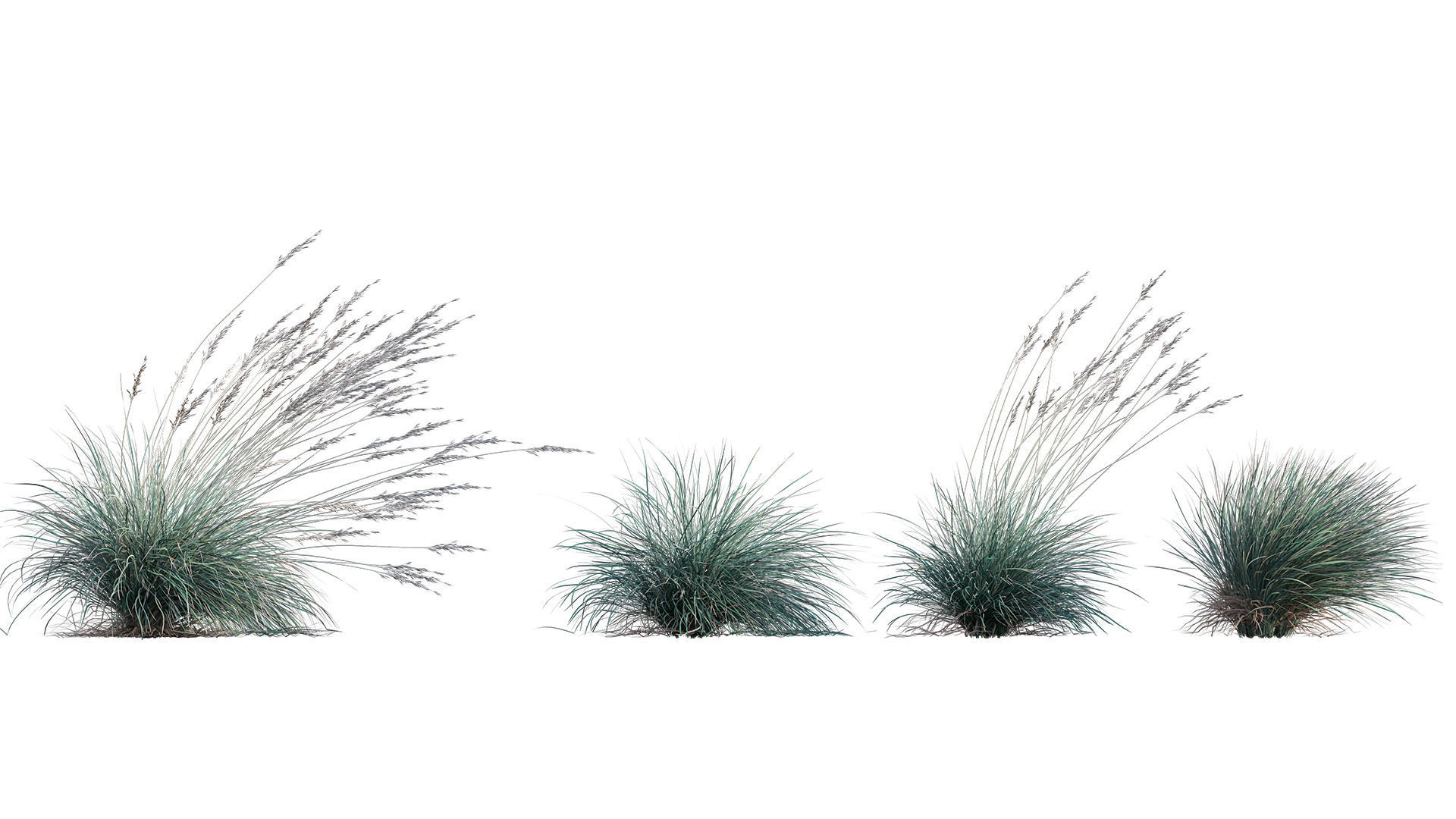 Helictotrichon sempervirens - Blue Oat Grass 03 3D model_1