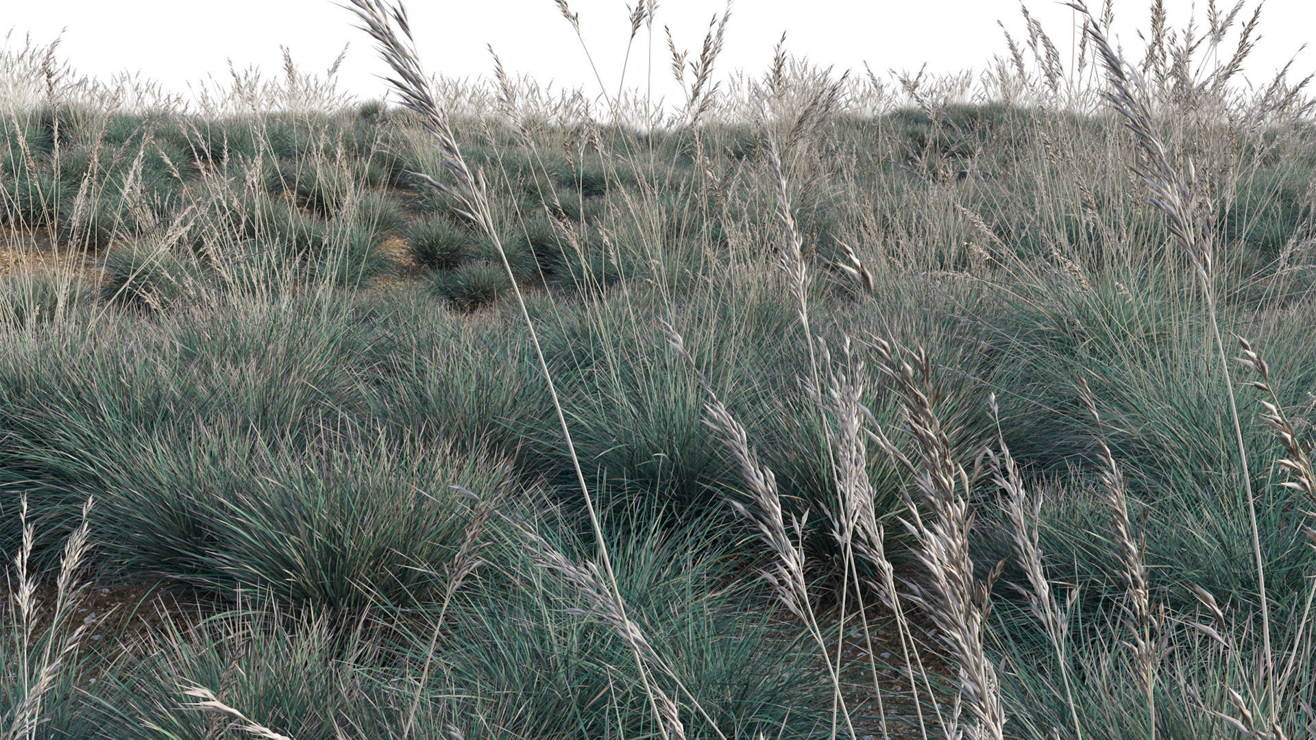 Helictotrichon sempervirens - Blue Oat Grass 03 3D model_2