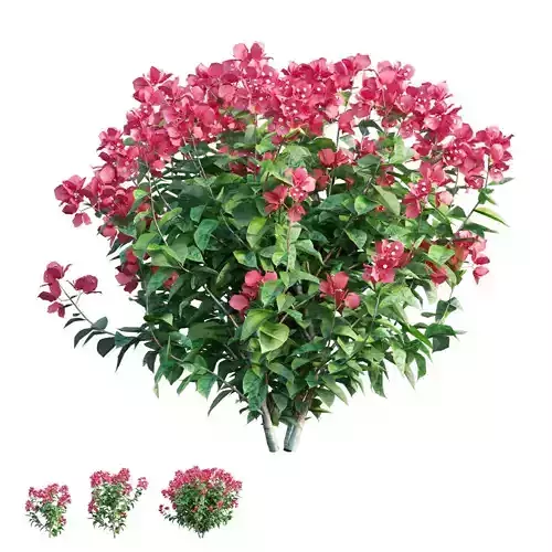 Bougainvillea plant set 35