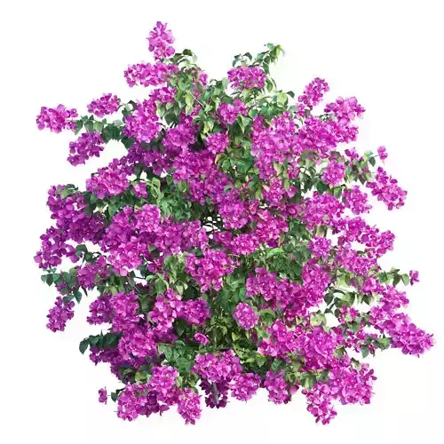 Bougainvillea plant set 43
