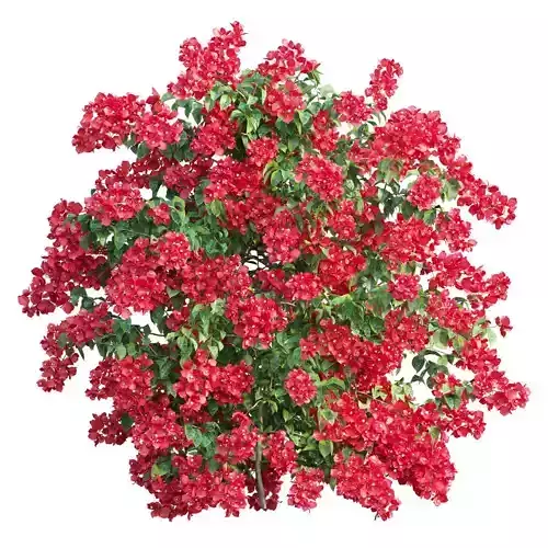 Bougainvillea plant set 44