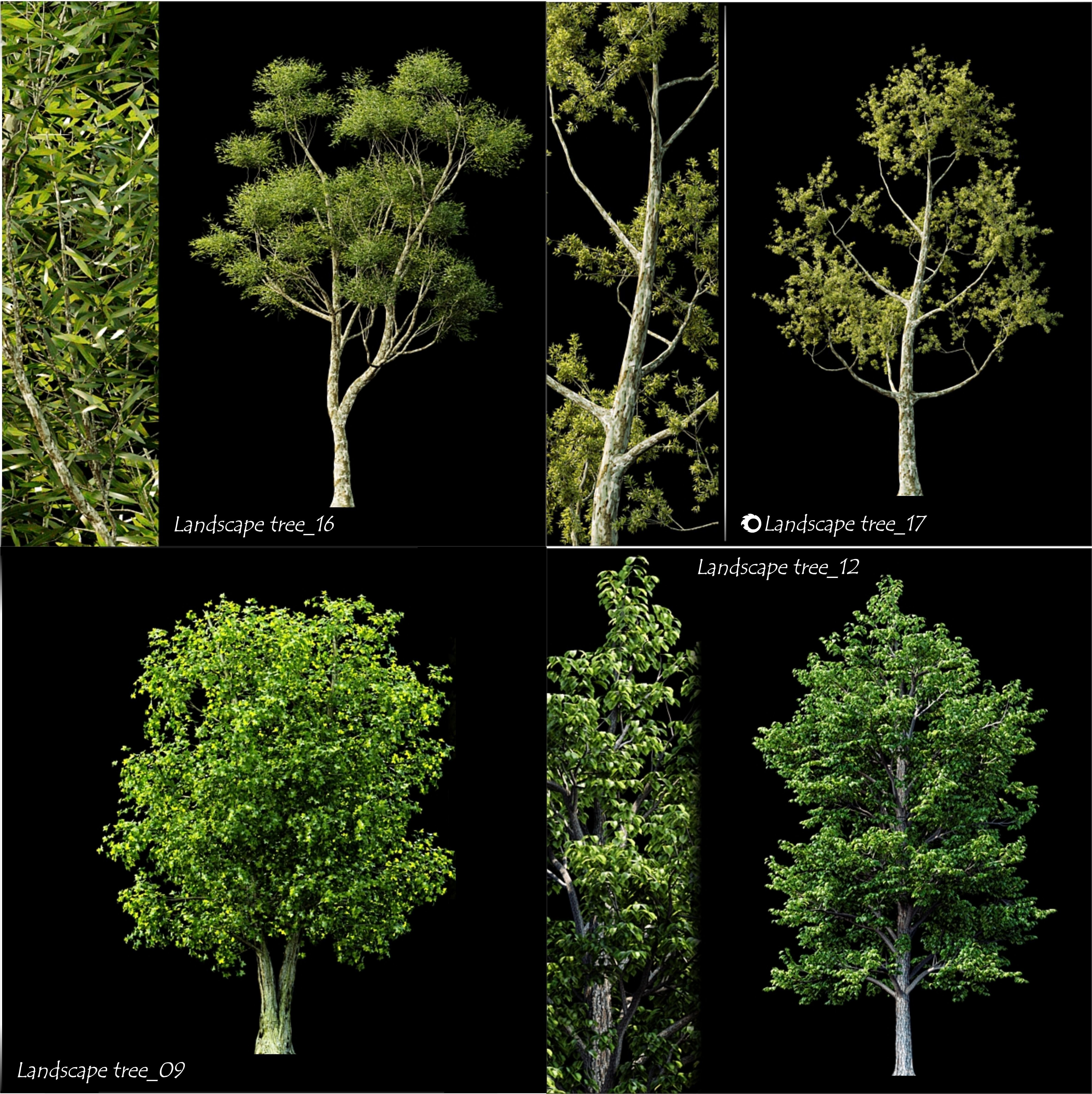  a tree catalog of 20 different types of ornamental trees 3D model_1