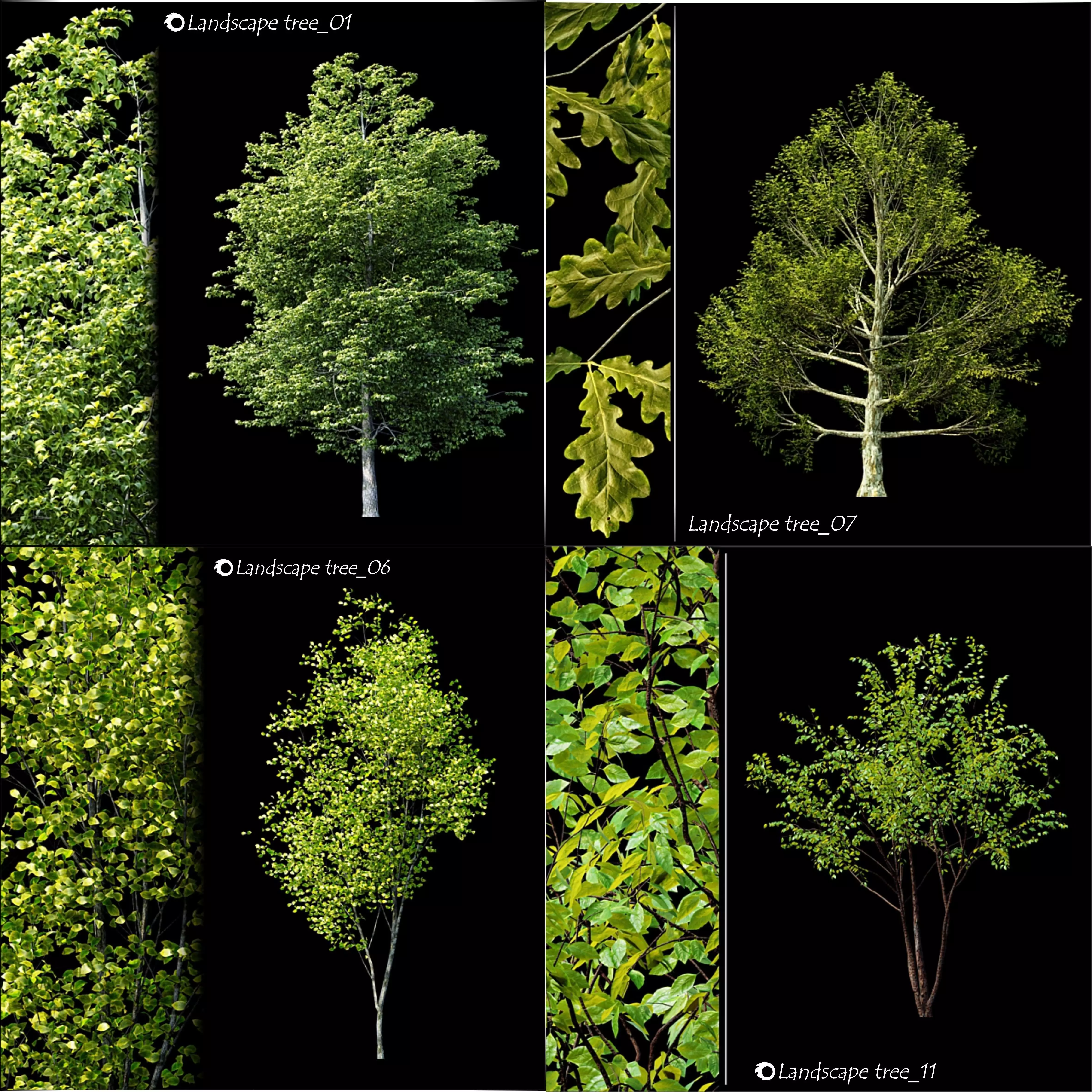  a tree catalog of 20 different types of ornamental trees 3D model_0
