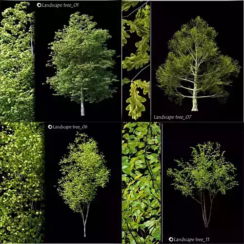  a tree catalog of 20 different types of ornamental trees 3D model