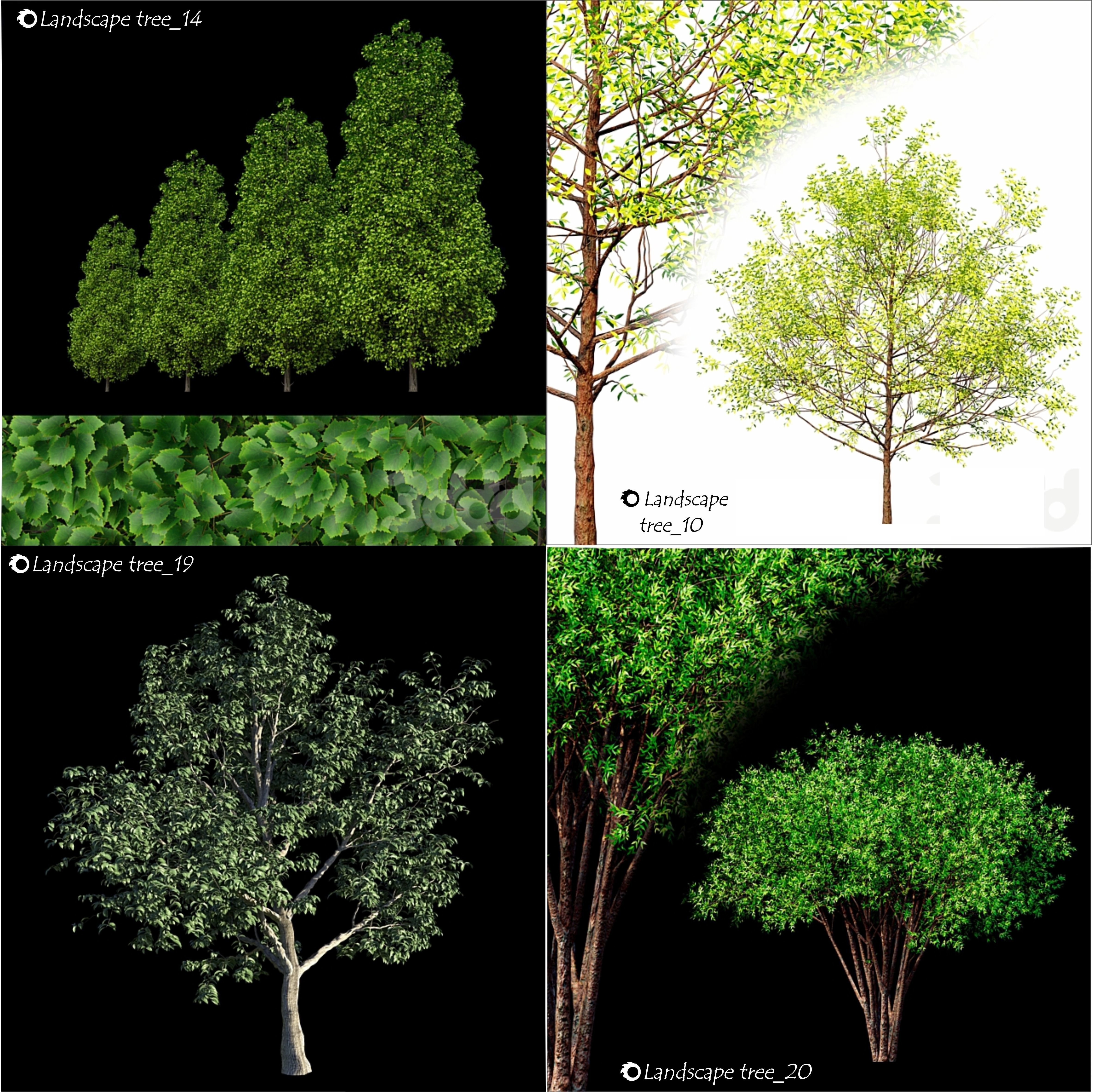  a tree catalog of 20 different types of ornamental trees 3D model_4