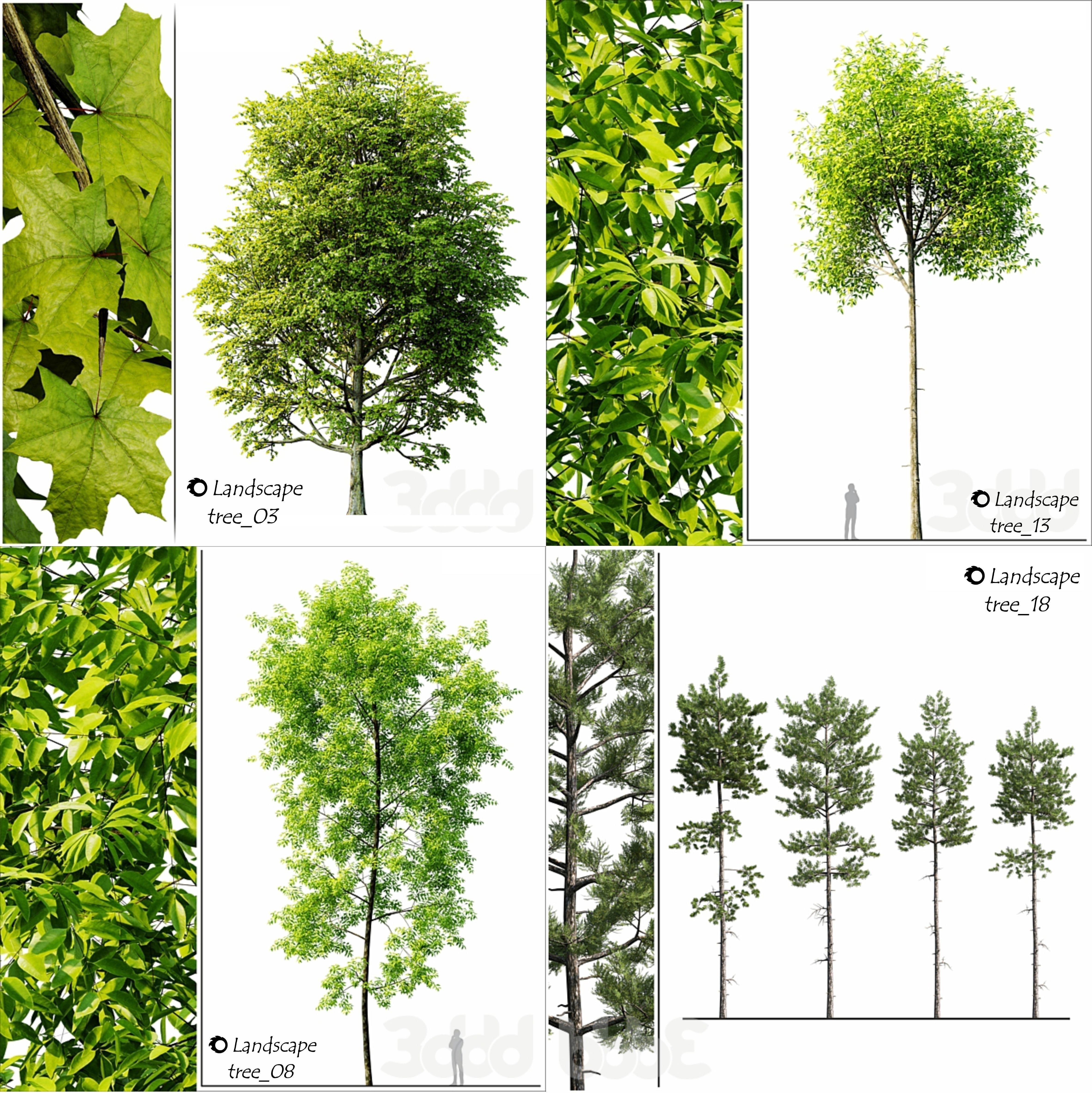  a tree catalog of 20 different types of ornamental trees 3D model_2