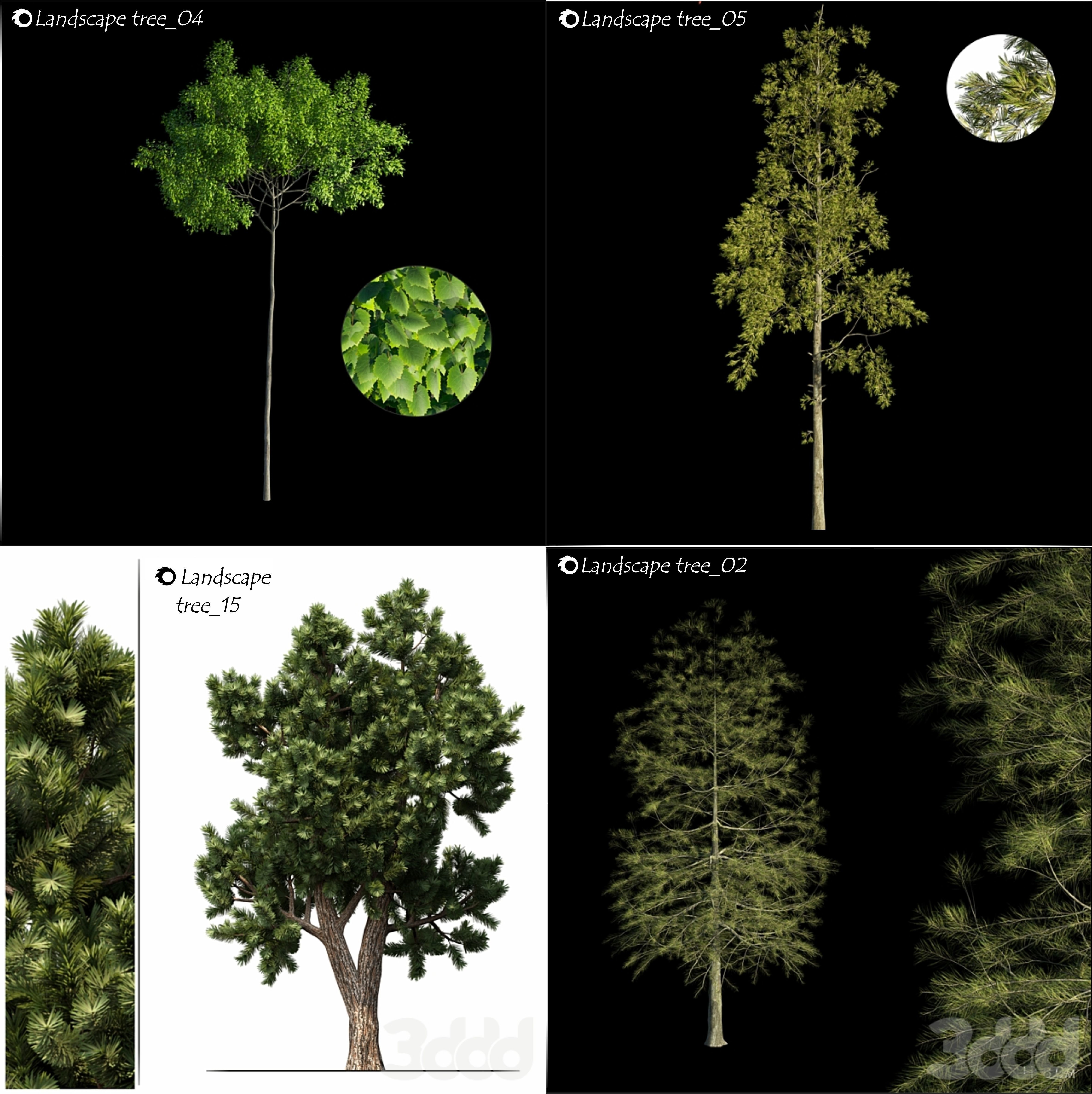  a tree catalog of 20 different types of ornamental trees 3D model_3