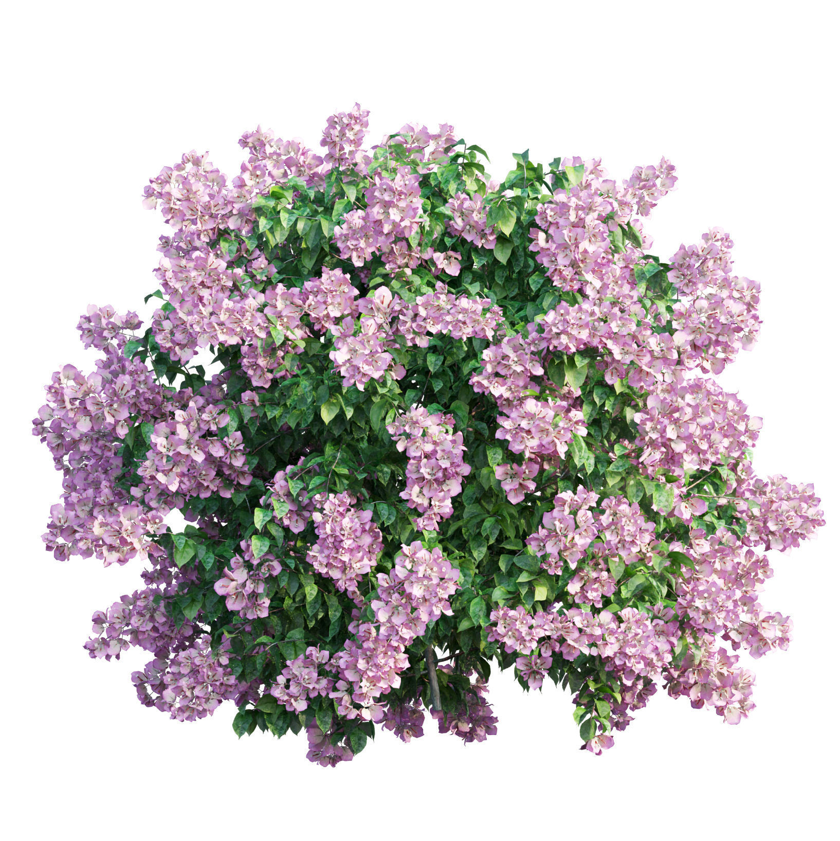 Bougainvillea  plant set 45 3D model_4