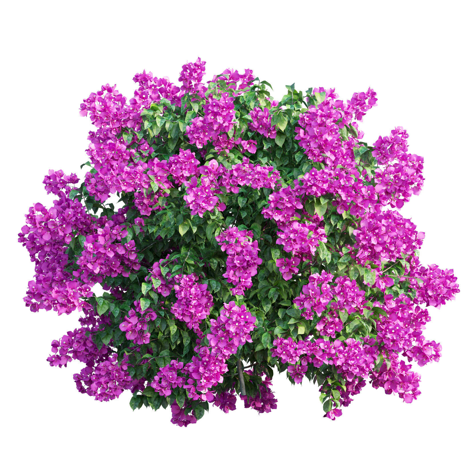 Bougainvillea  plant set 45 3D model_1