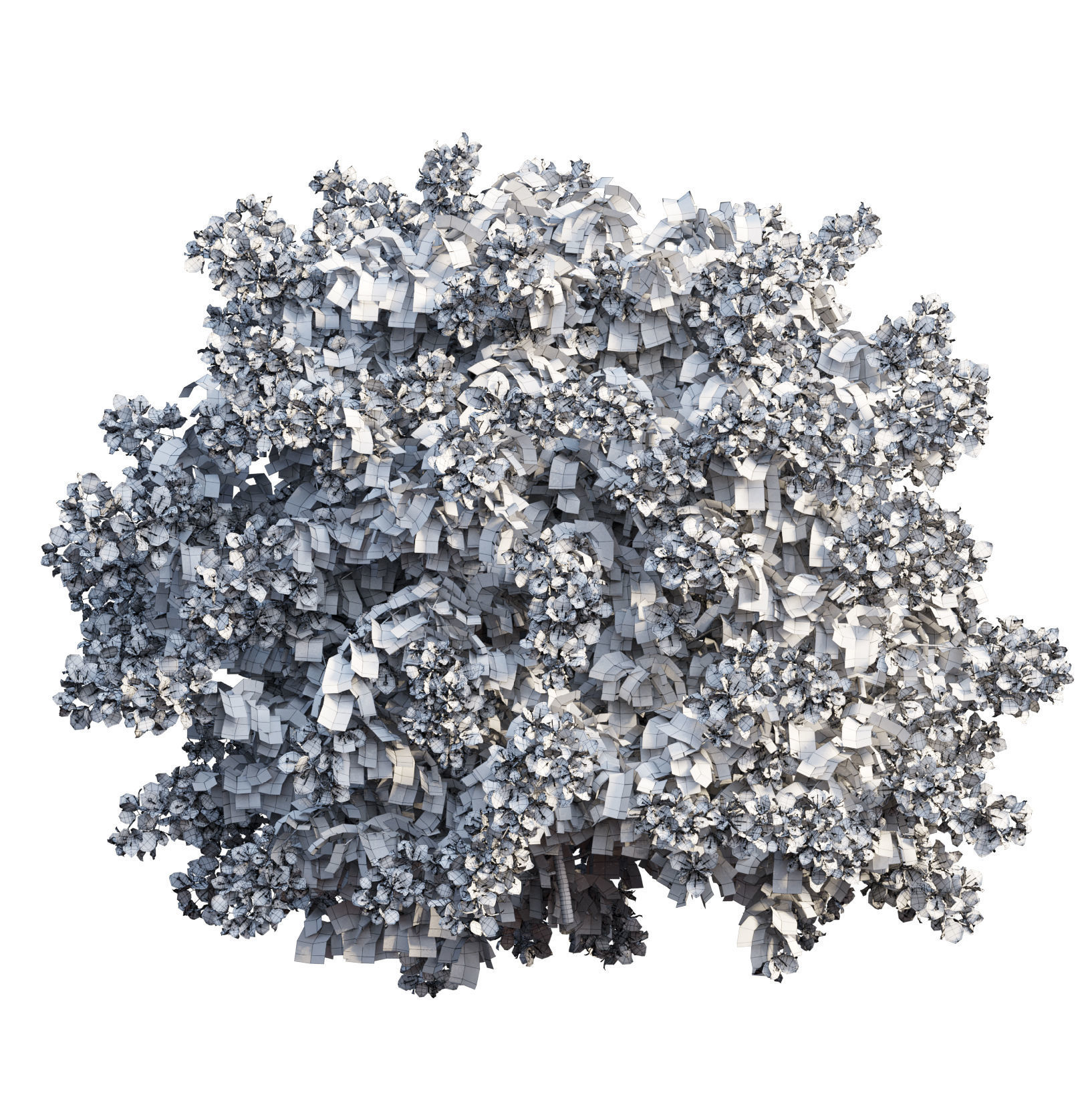 Bougainvillea  plant set 45 3D model_5