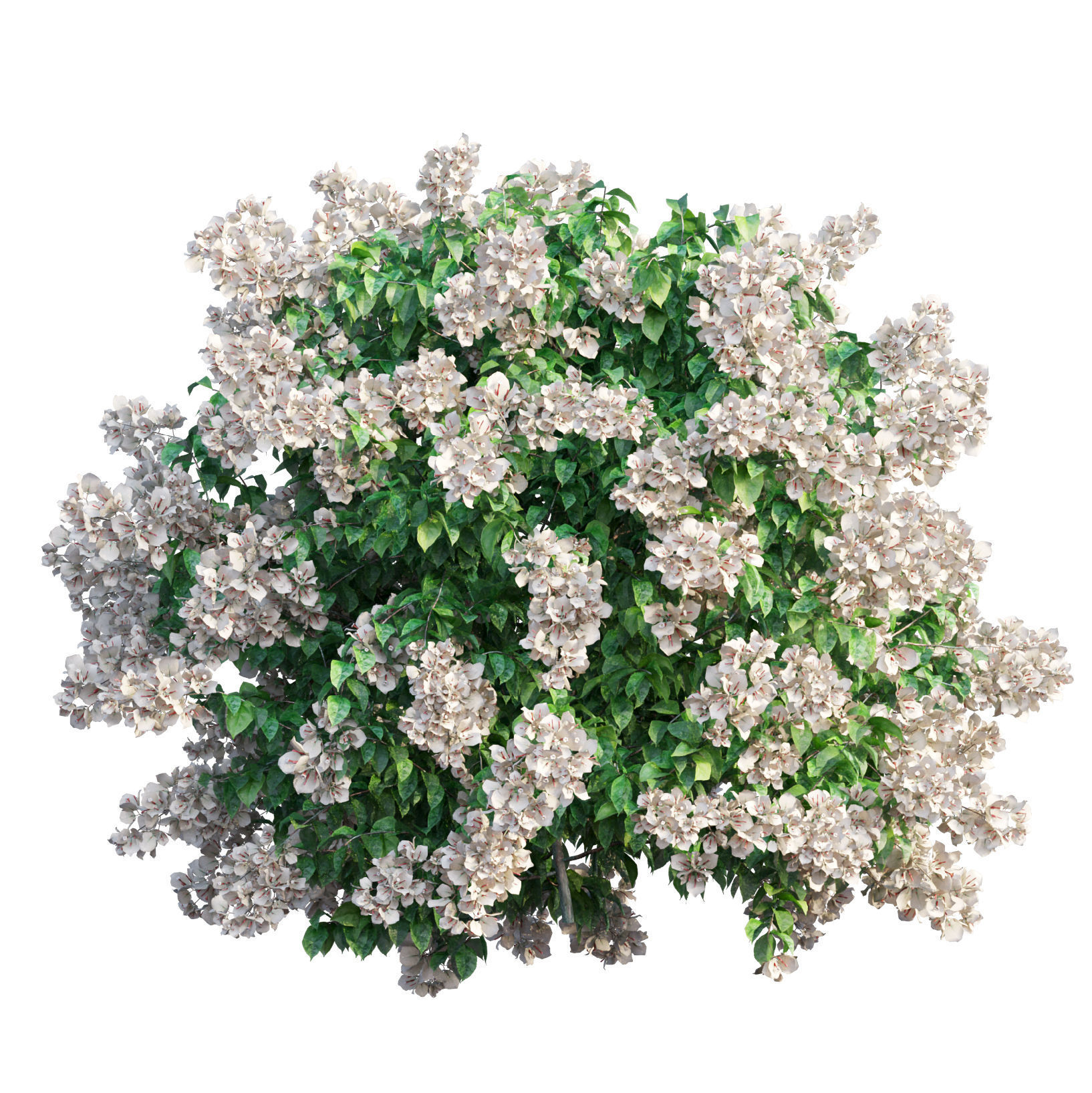 Bougainvillea  plant set 45 3D model_3