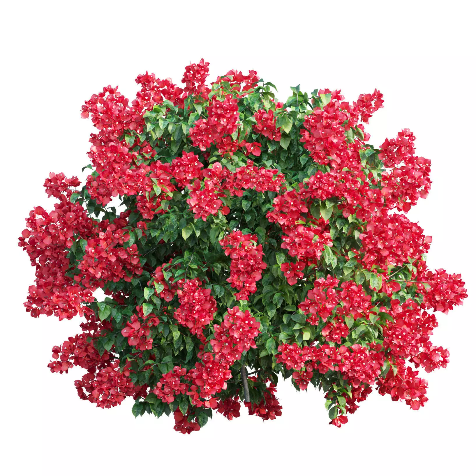 Bougainvillea  plant set 45 3D model_0