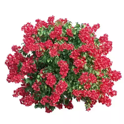Bougainvillea  plant set 45 3D model
