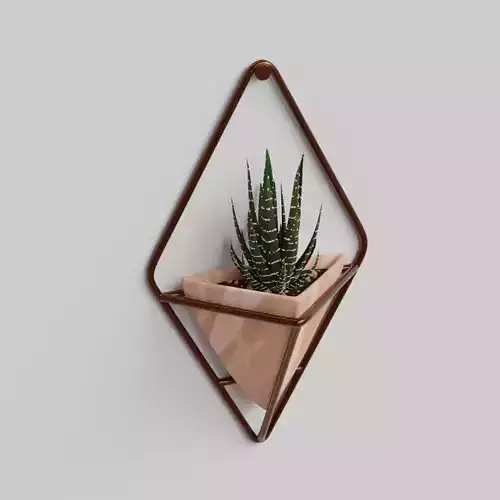 Haworthia in a wall pot Free 3D model