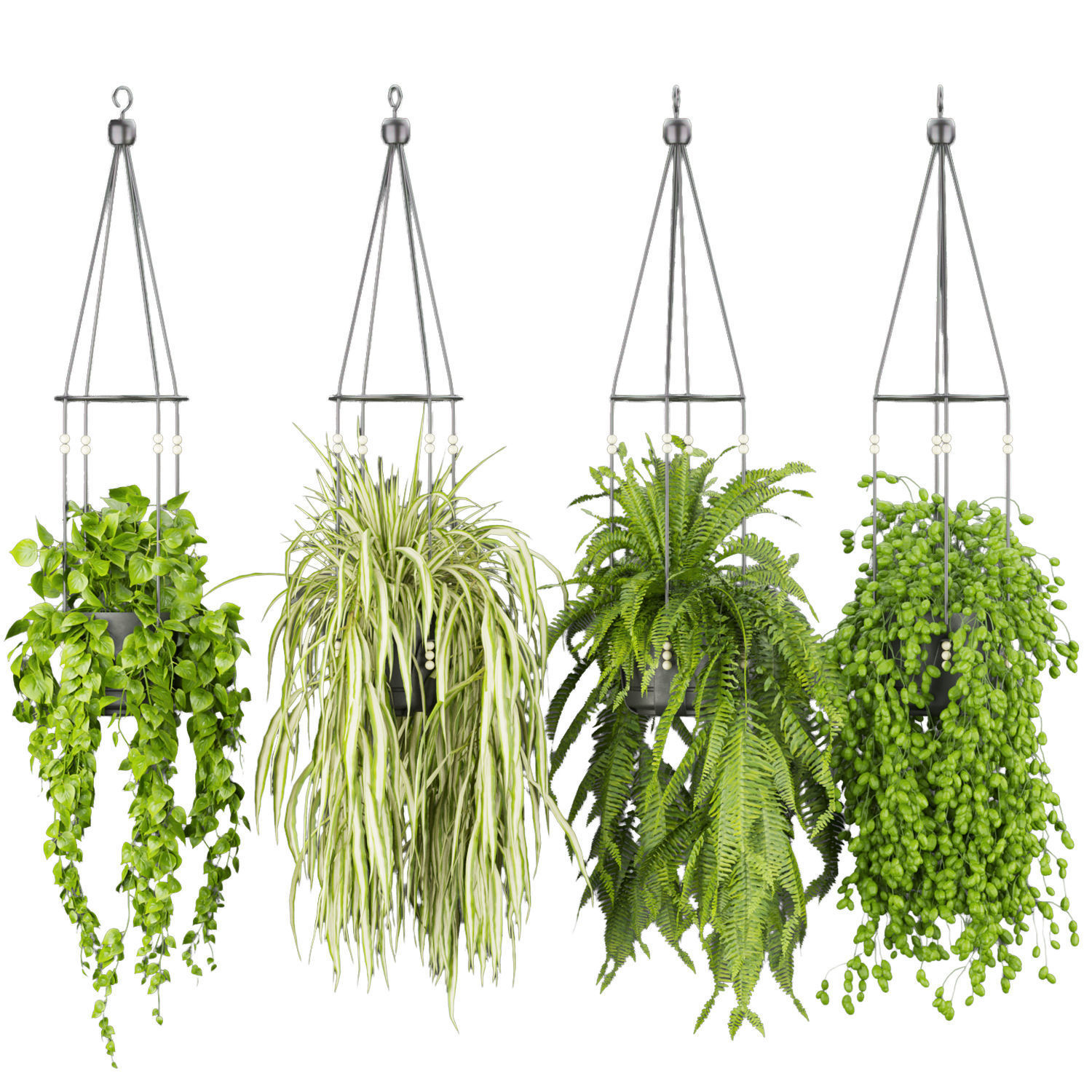 Collection plant vol 404 - pothos - hanging - ampelous - ivy 3D model_3