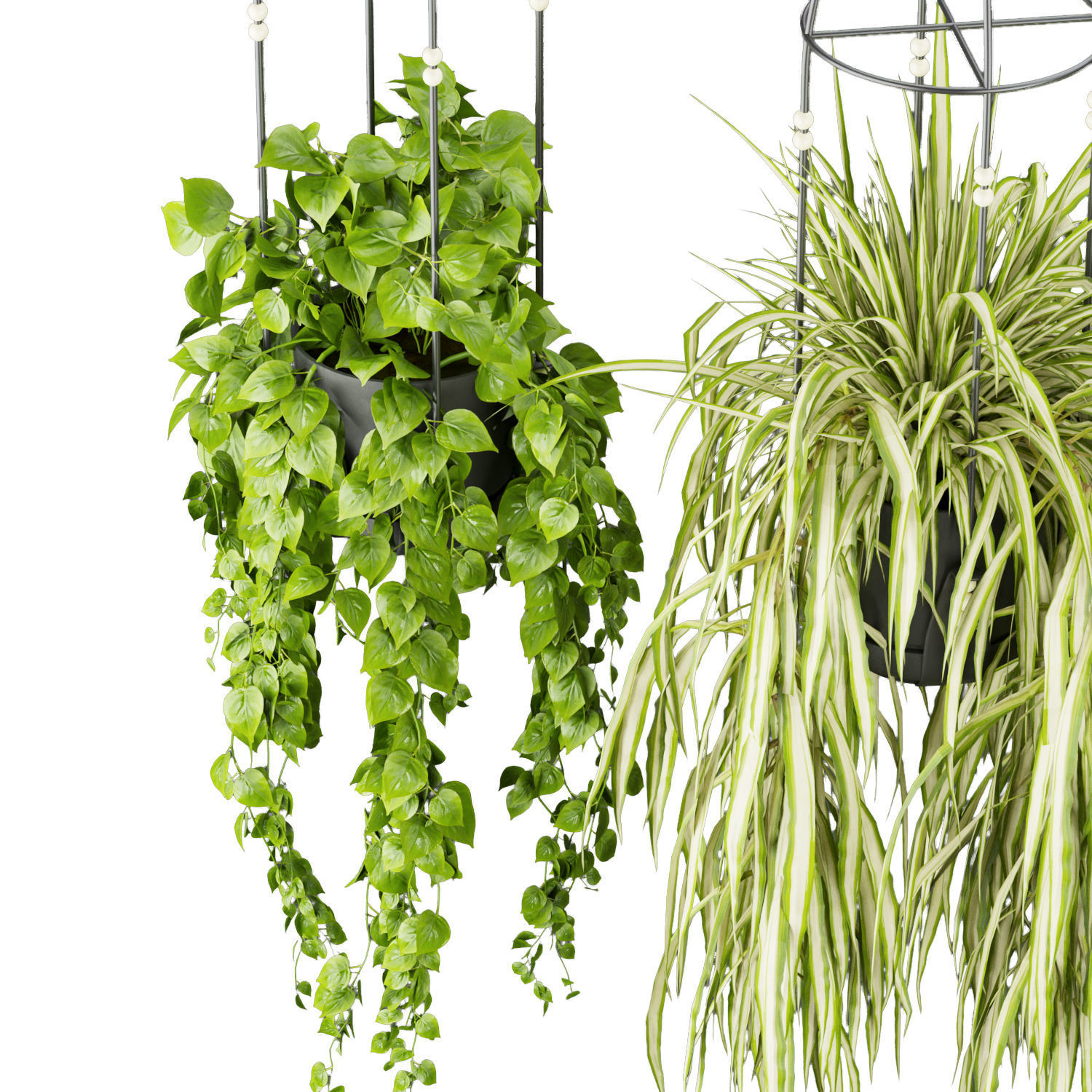 Collection plant vol 404 - pothos - hanging - ampelous - ivy 3D model_1