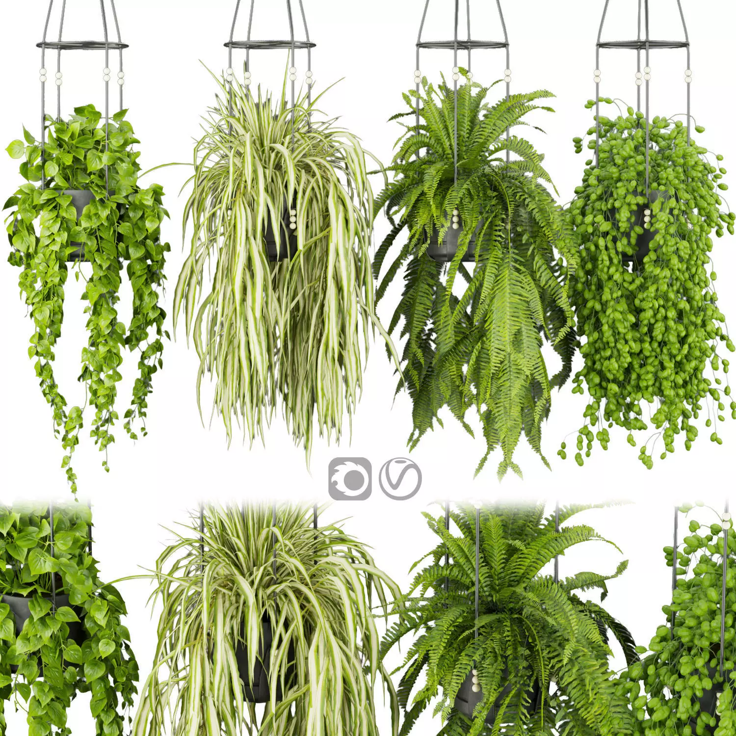 Collection plant vol 404 - pothos - hanging - ampelous - ivy 3D model_0