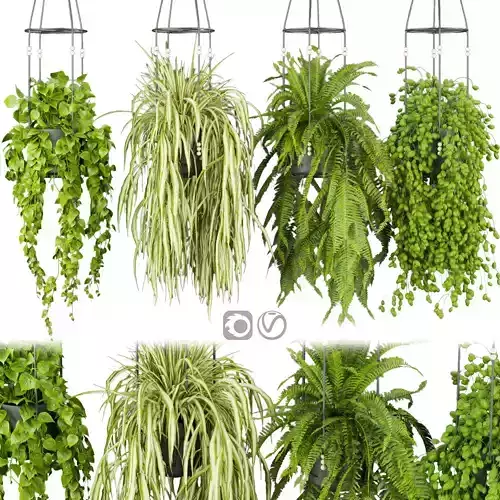 Collection plant vol 404 - pothos - hanging - ampelous - ivy 3D model